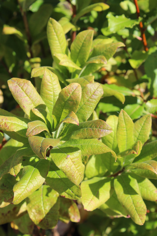 AZALEA `MANDARIN LIGHTS 2g