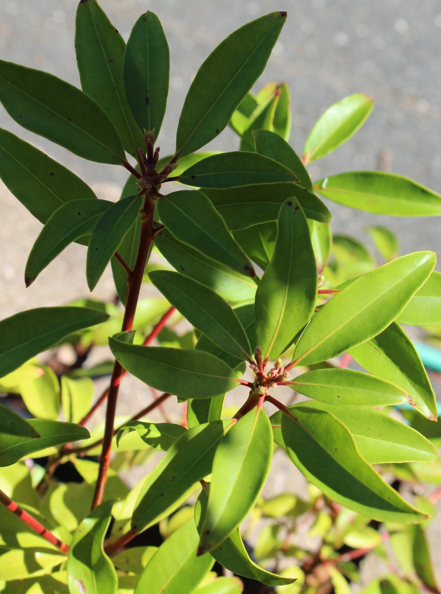 KALMIA LATIFOLIA `RASPBERRY GLOW 3g