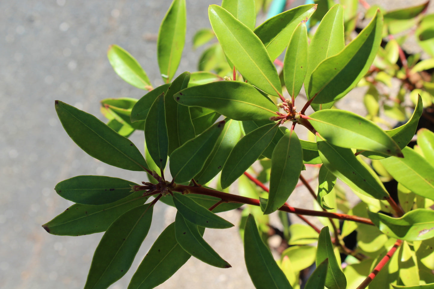 KALMIA RASPBERRY GLOW 2g