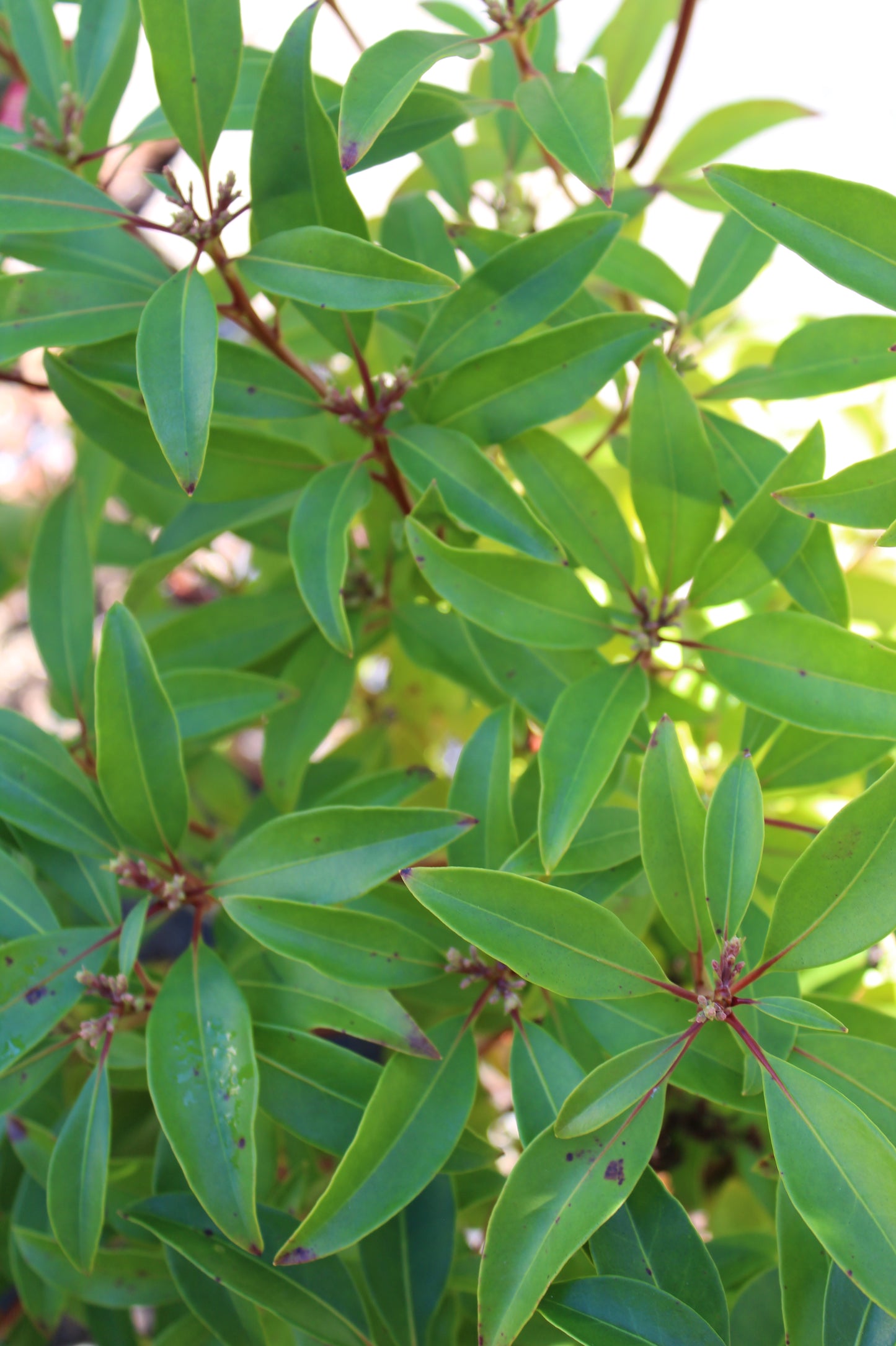 KALMIA LATIFOLIA `RASPBERRY GLOW 3g