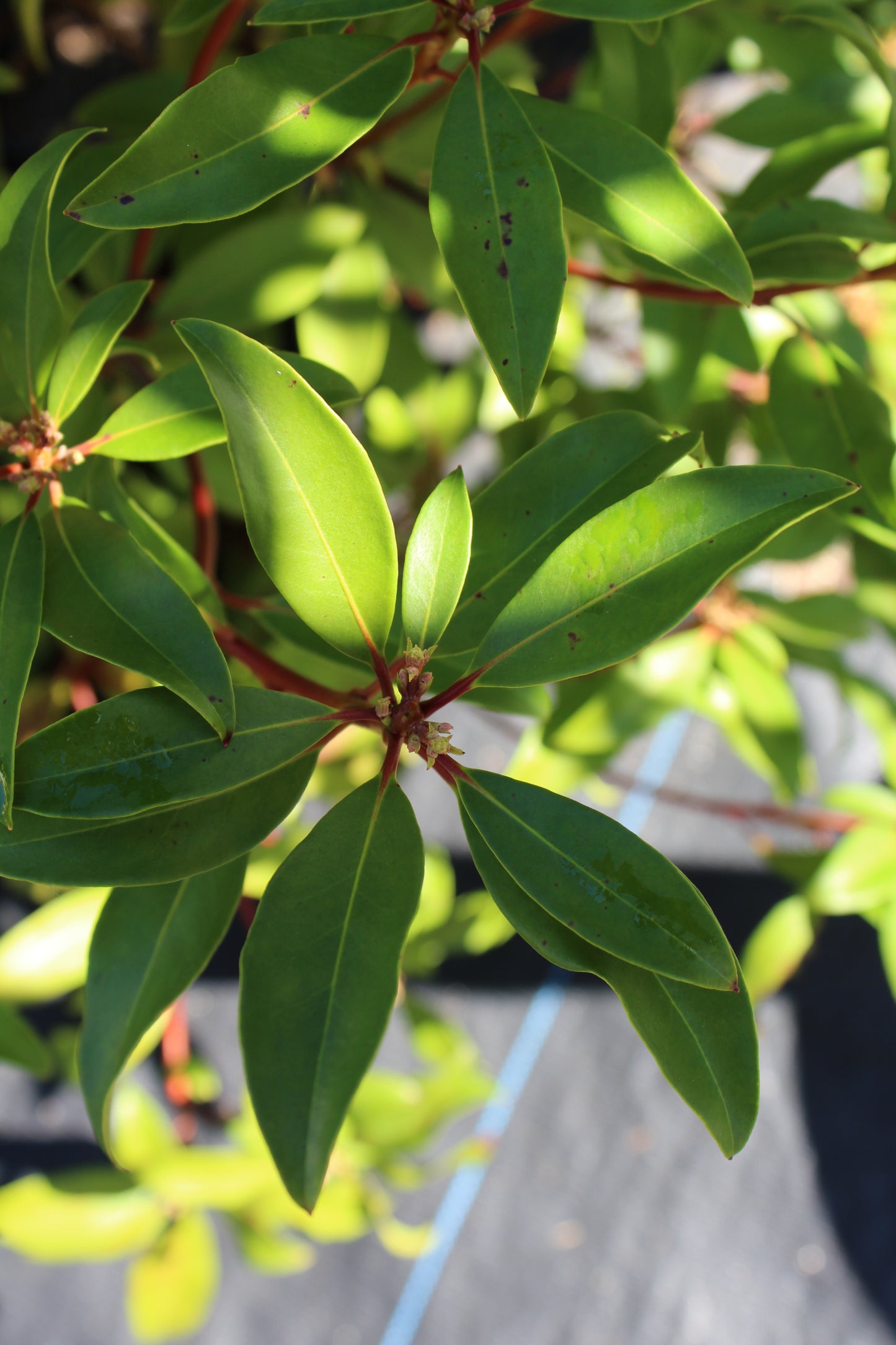 KALMIA LATIFOLIA `RASPBERRY GLOW 3g