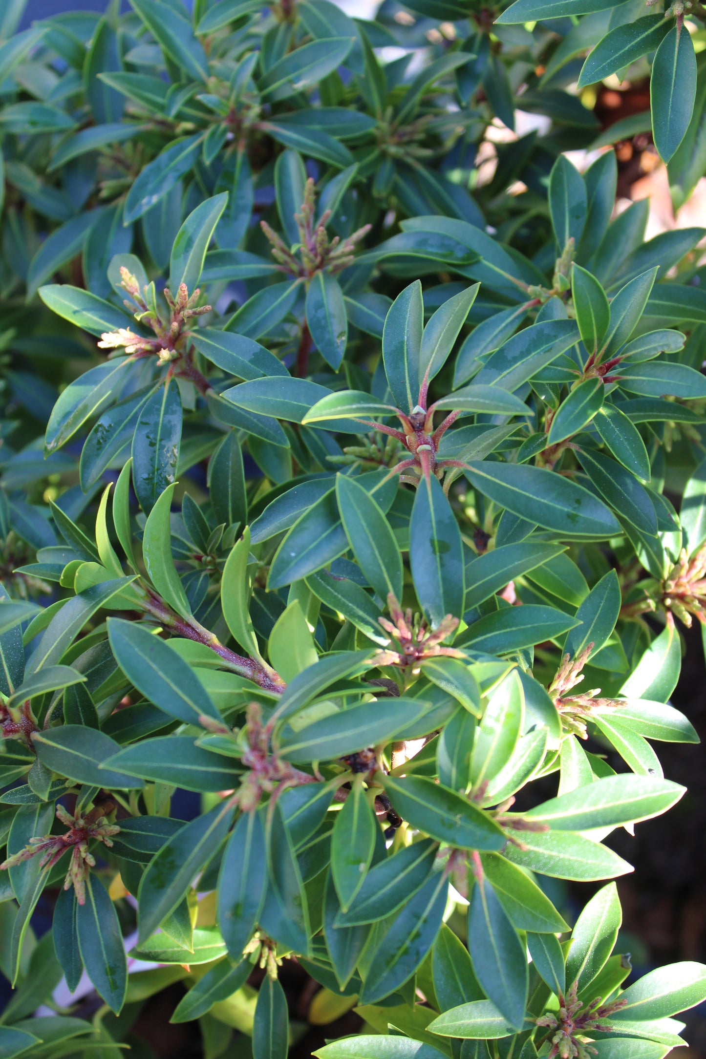 Kalmia latifolia Tiddlywinks 3g