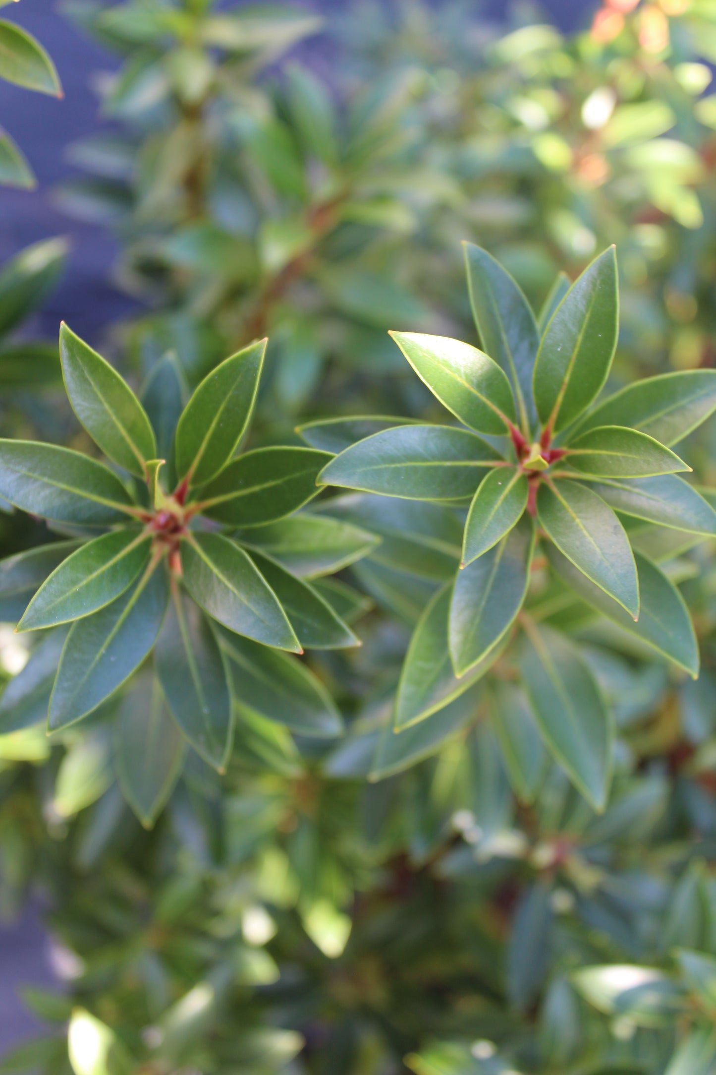 KALMIA LATIFOLIA `TIDDLYWINKS 5g
