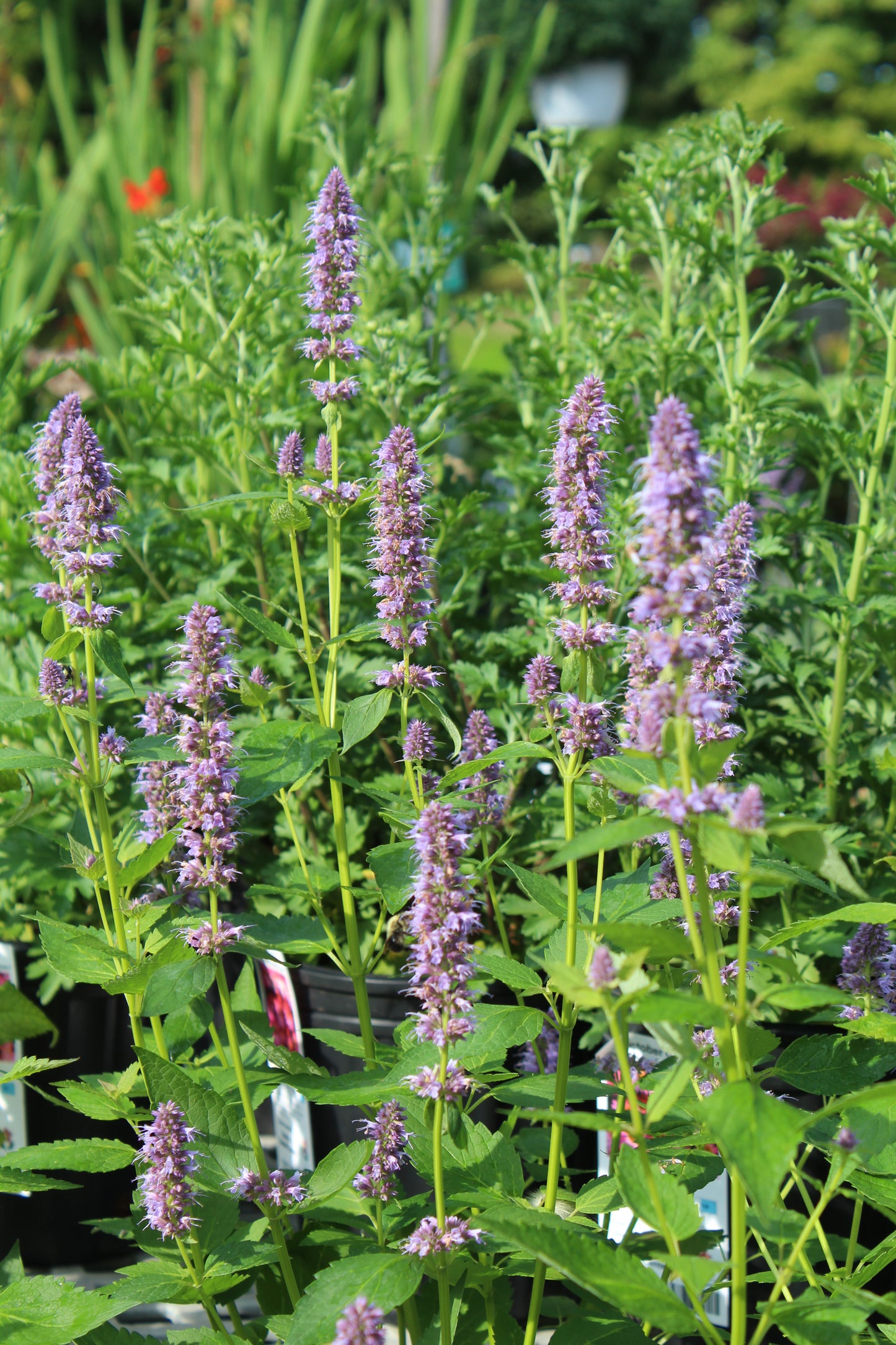Agastache Blue Fortune
