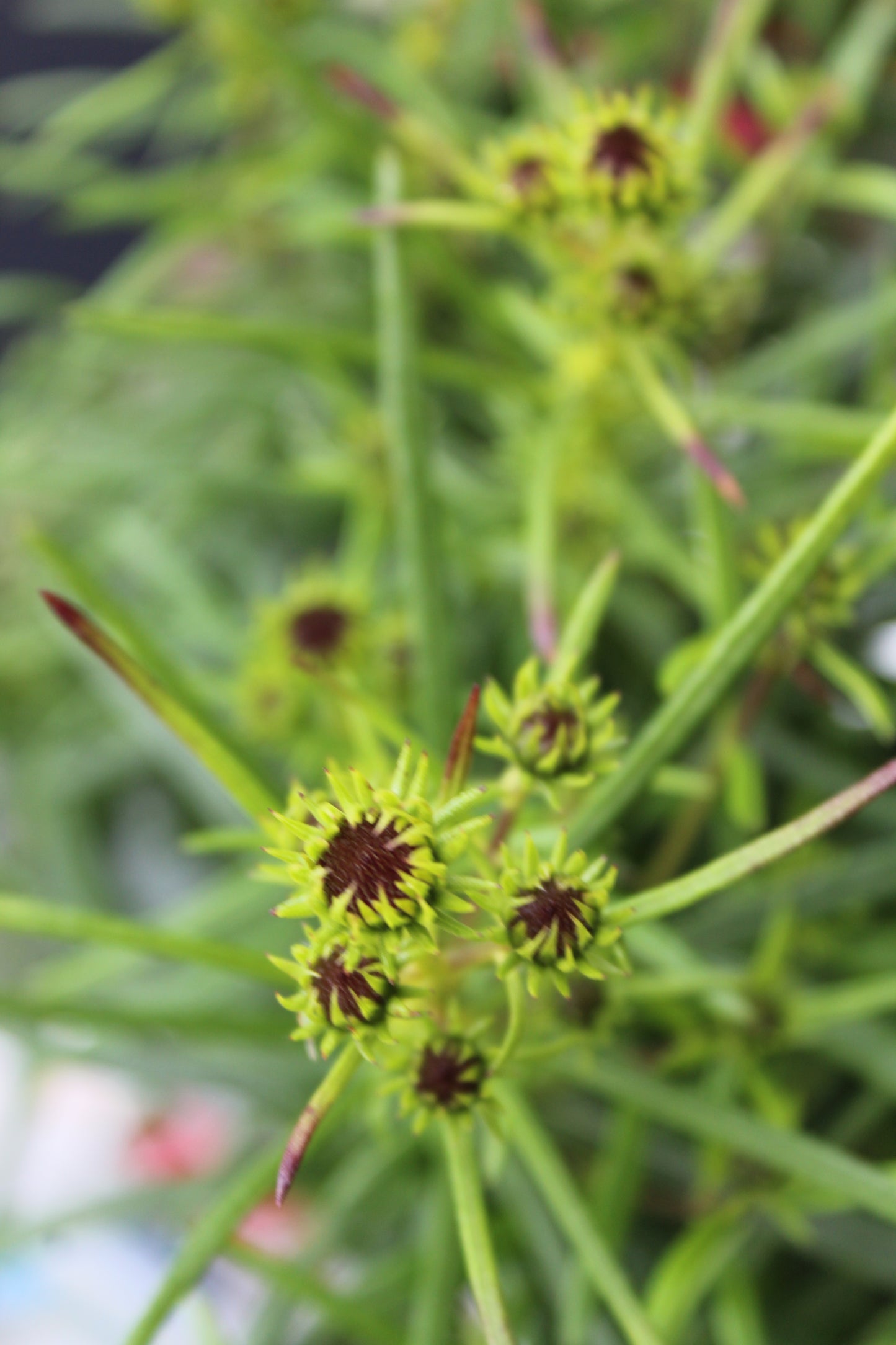Helianthus Autumn Gold 1g