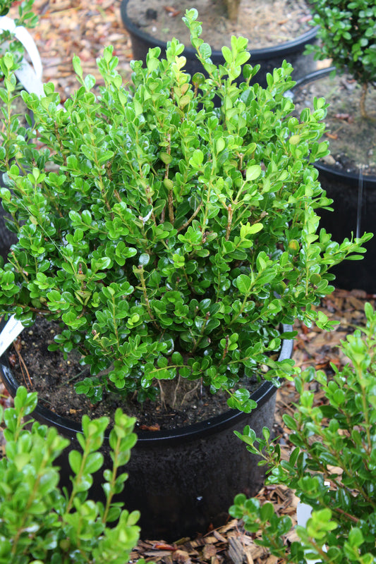 Buxus micro koreana Wintergreen 3 gal