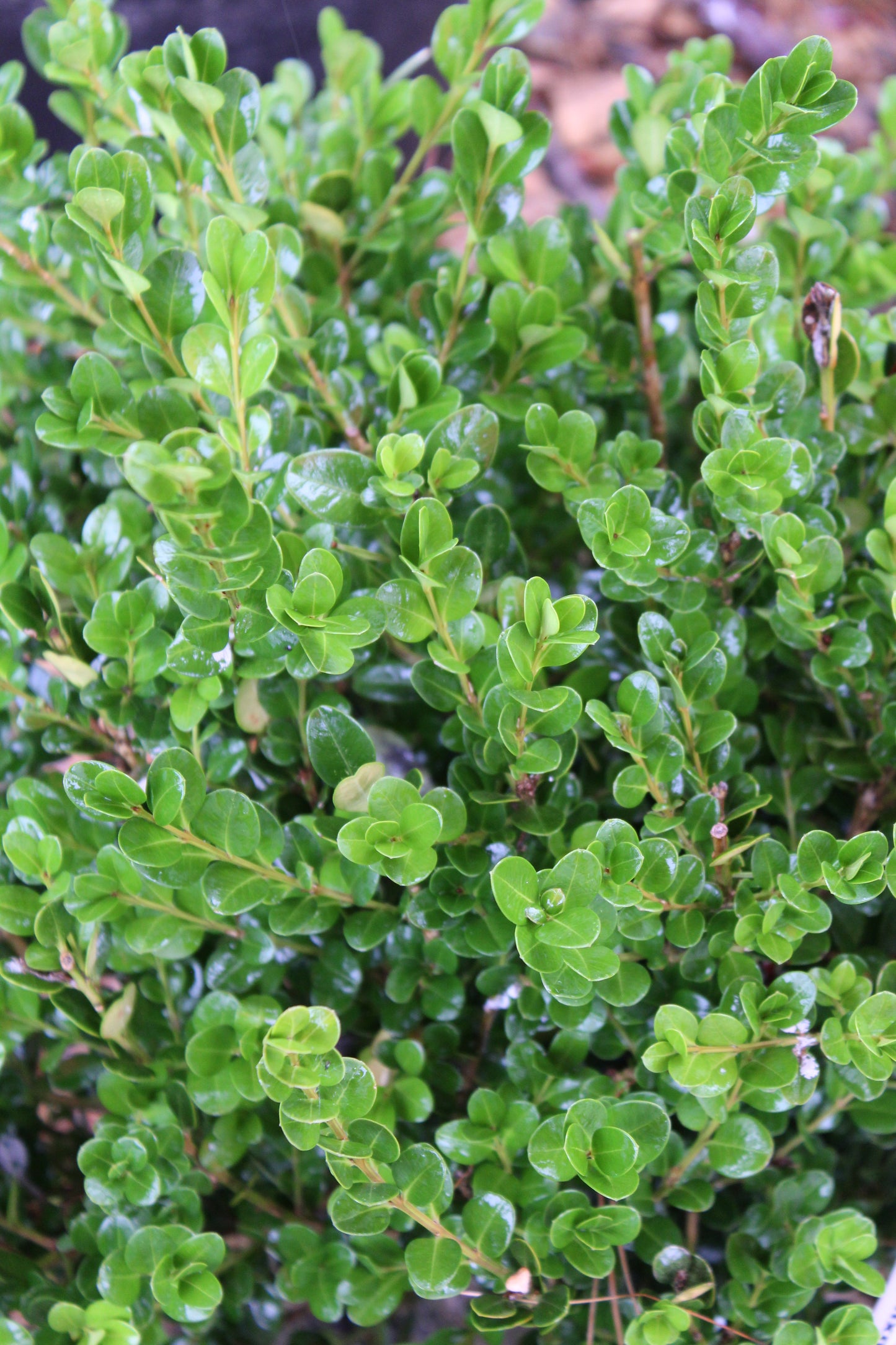 Buxus micro koreana Wintergreen 3 gal