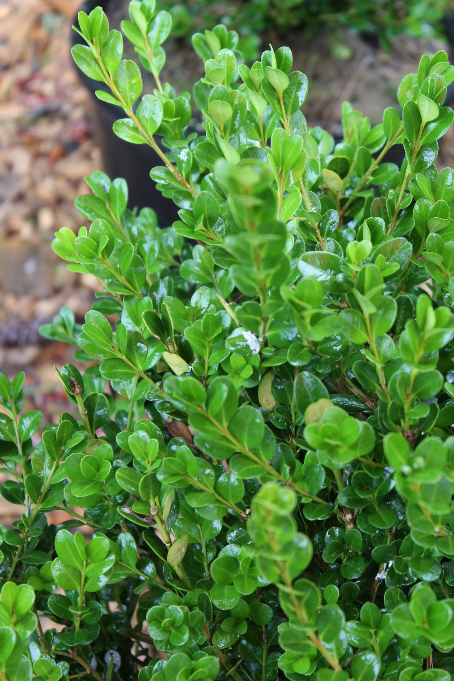 Buxus micro koreana Wintergreen 3 gal