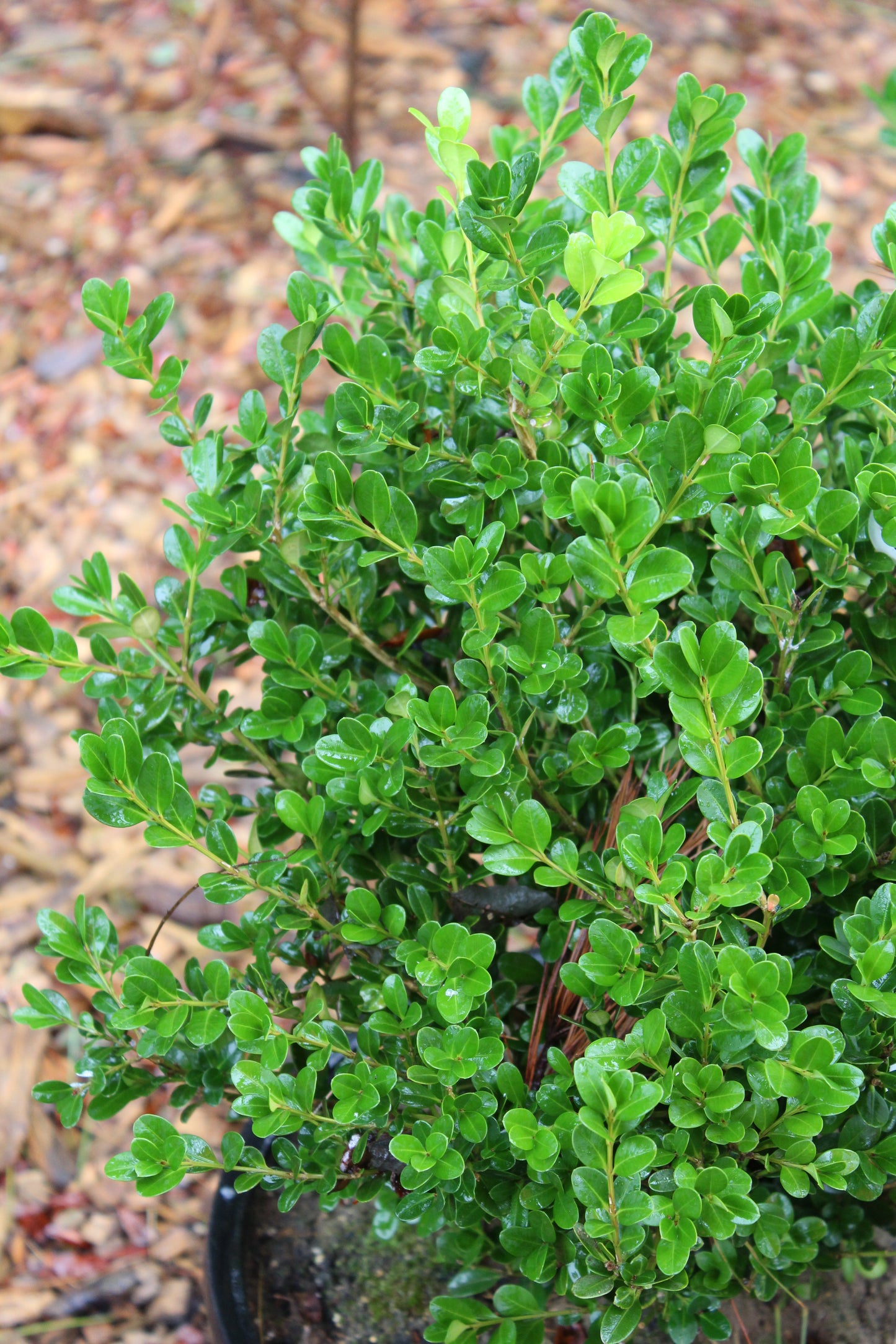 Buxus micro koreana Wintergreen 3 gal