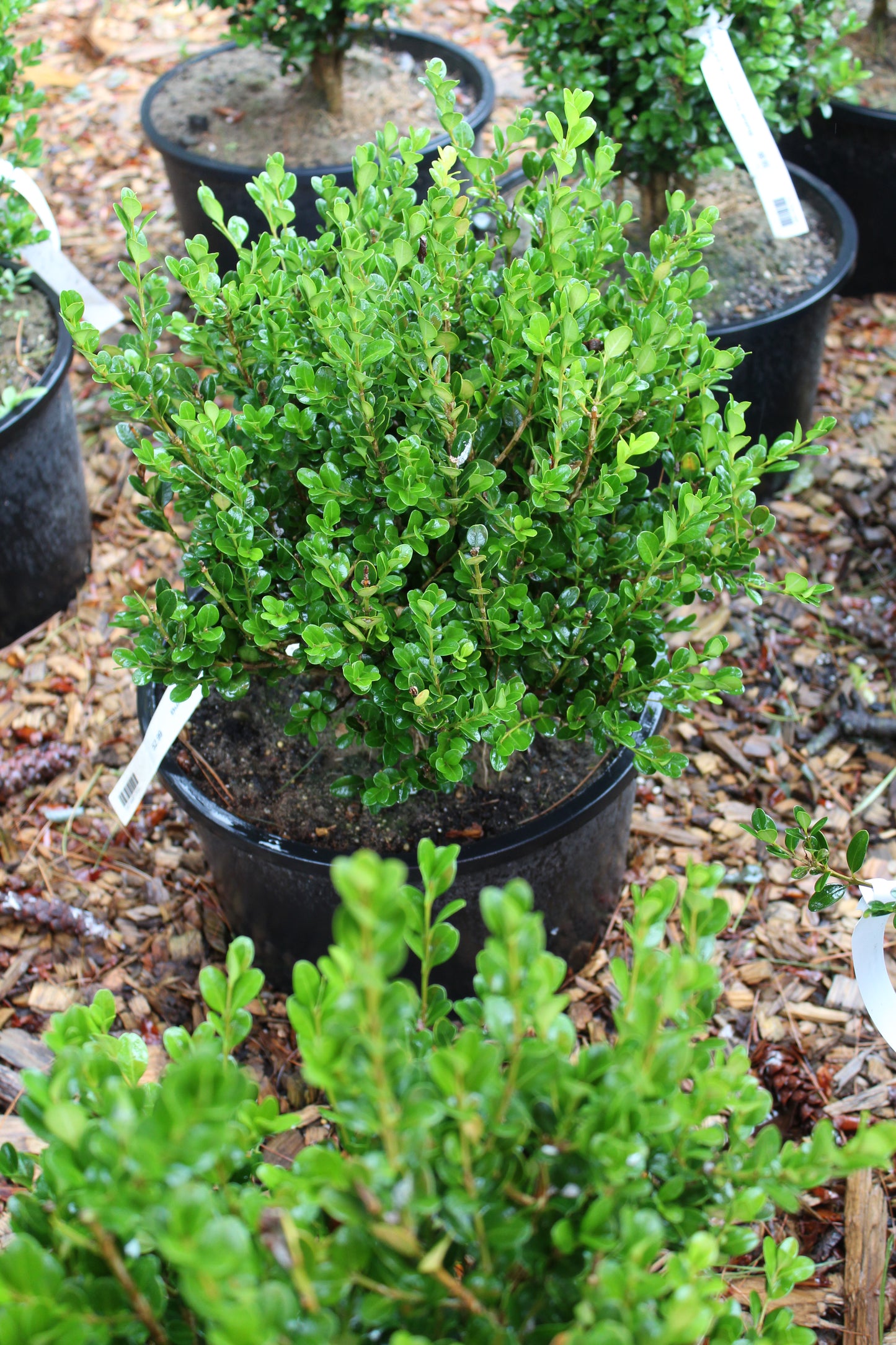 Buxus micro koreana Wintergreen 3 gal