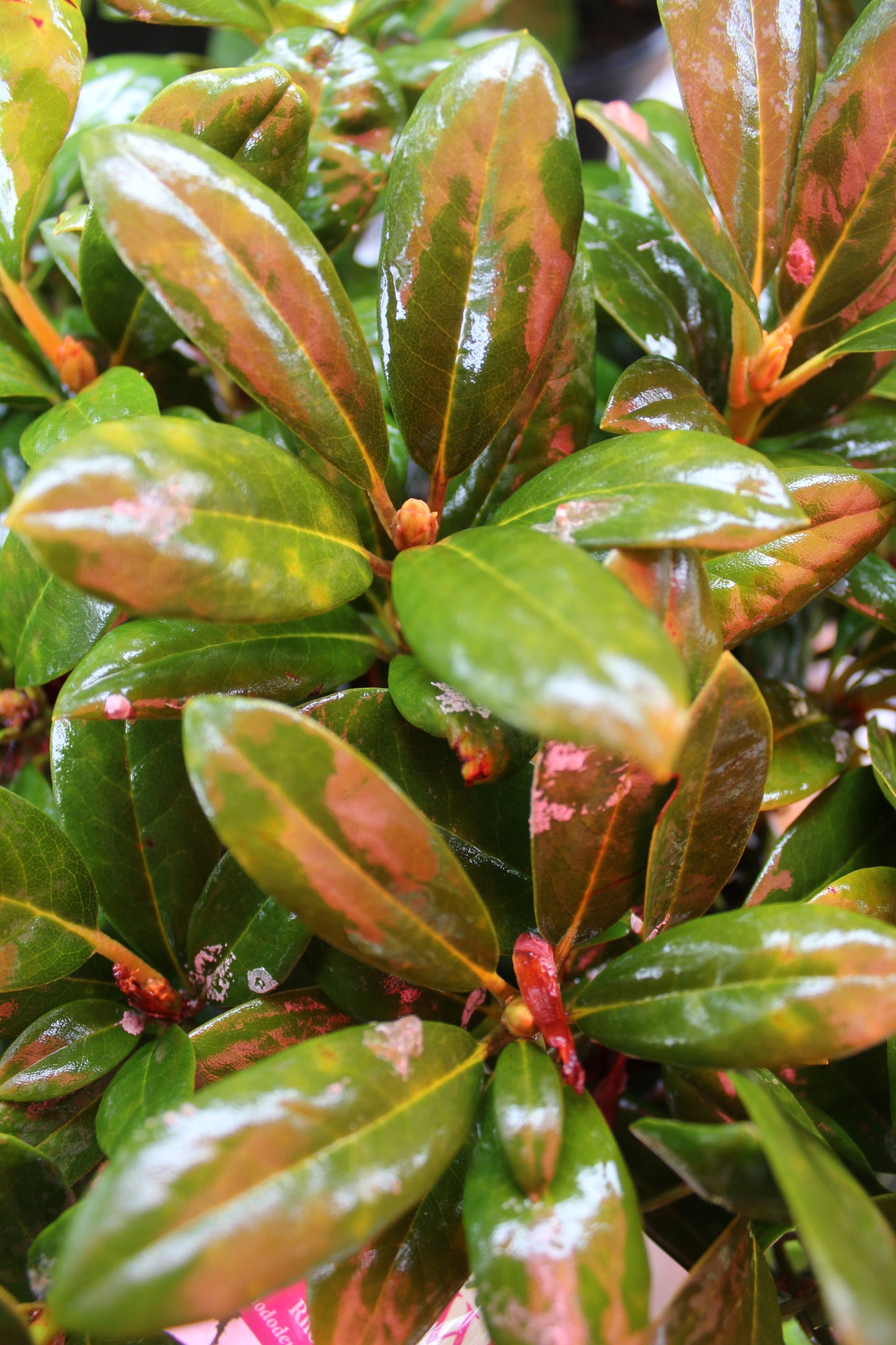 Rhododendron Yaku Princess 3