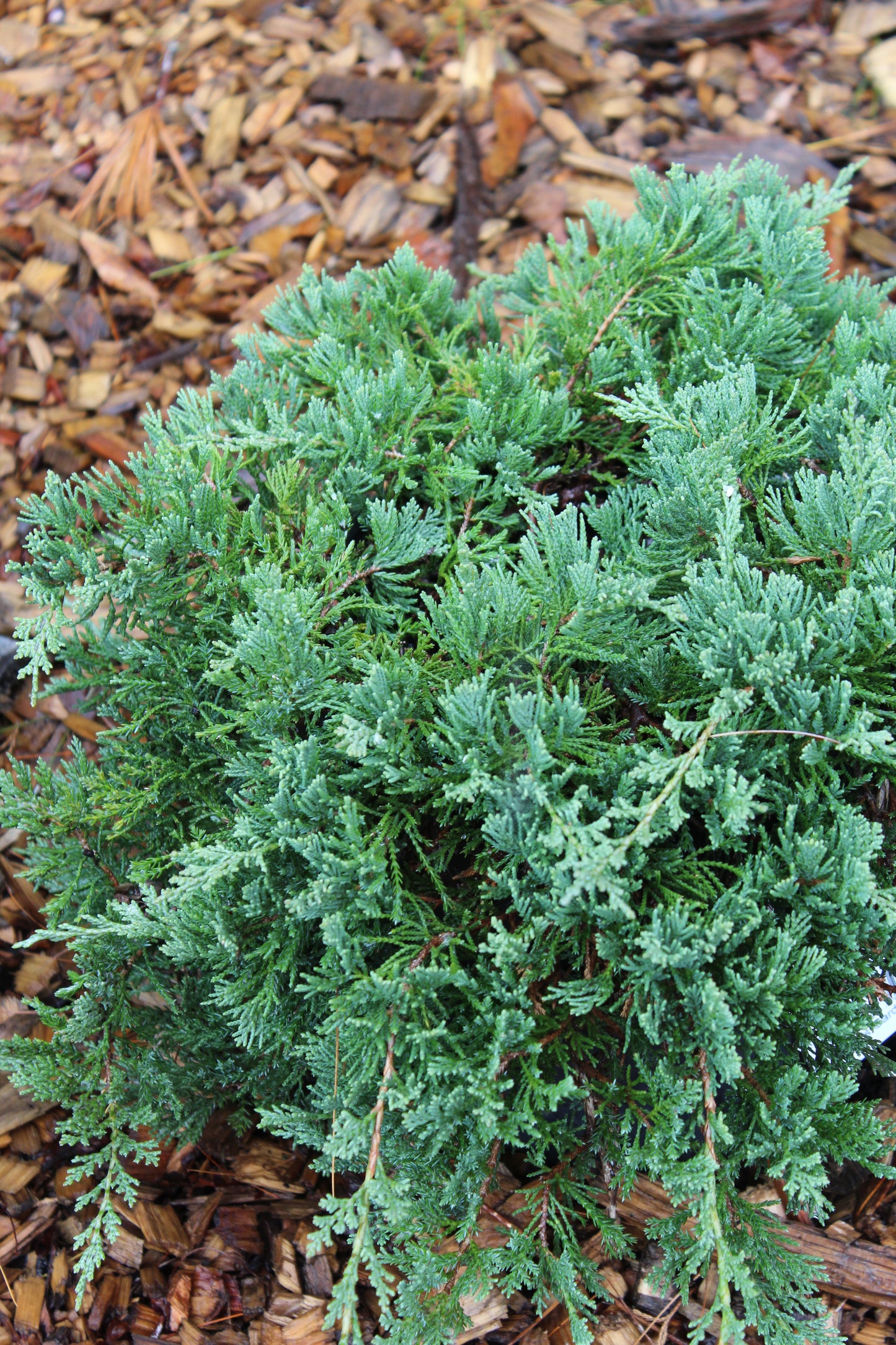 Juniperus horiz.Wiltonii 3 gal