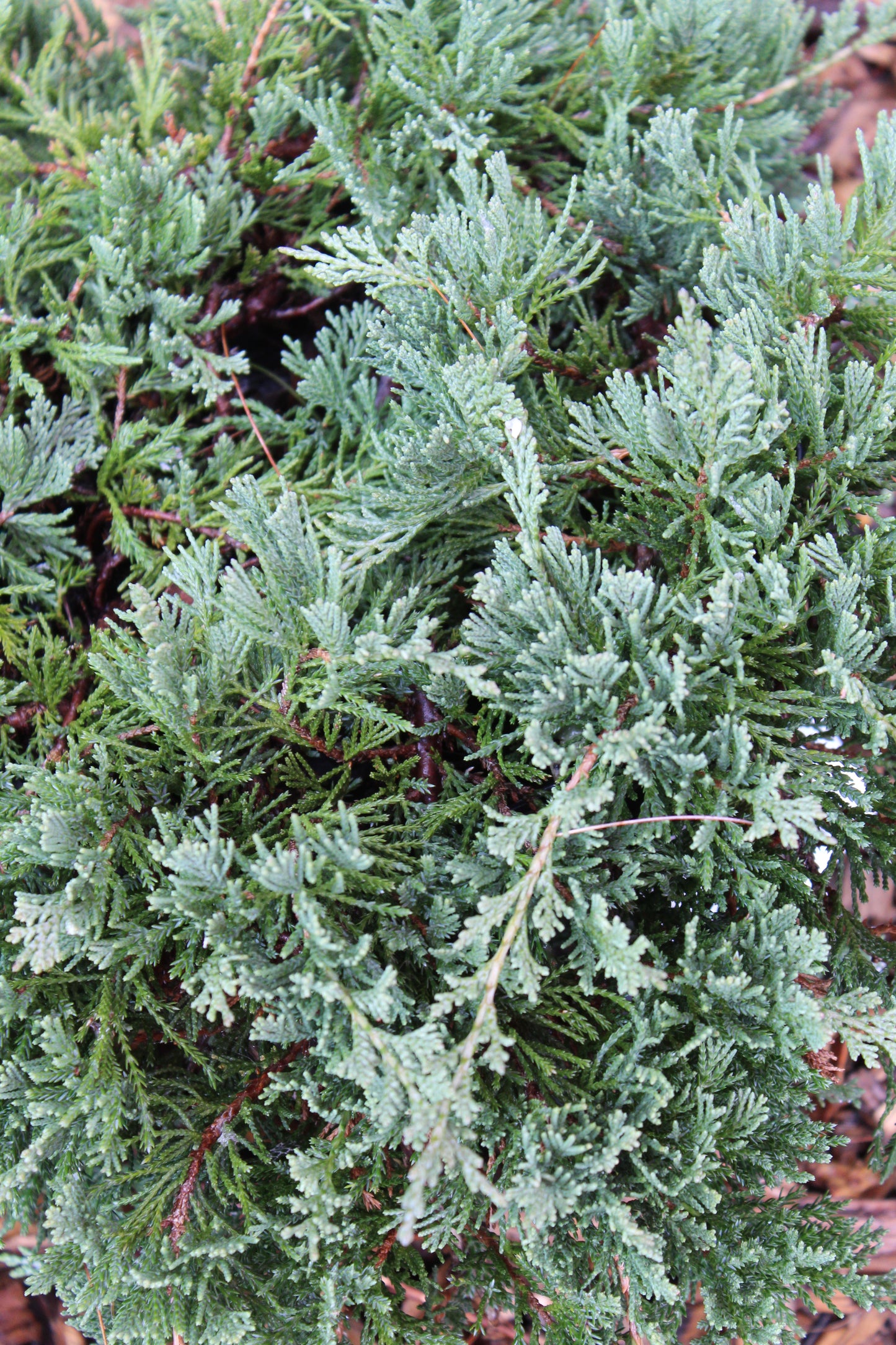 Juniperus horiz.Wiltonii 3 gal