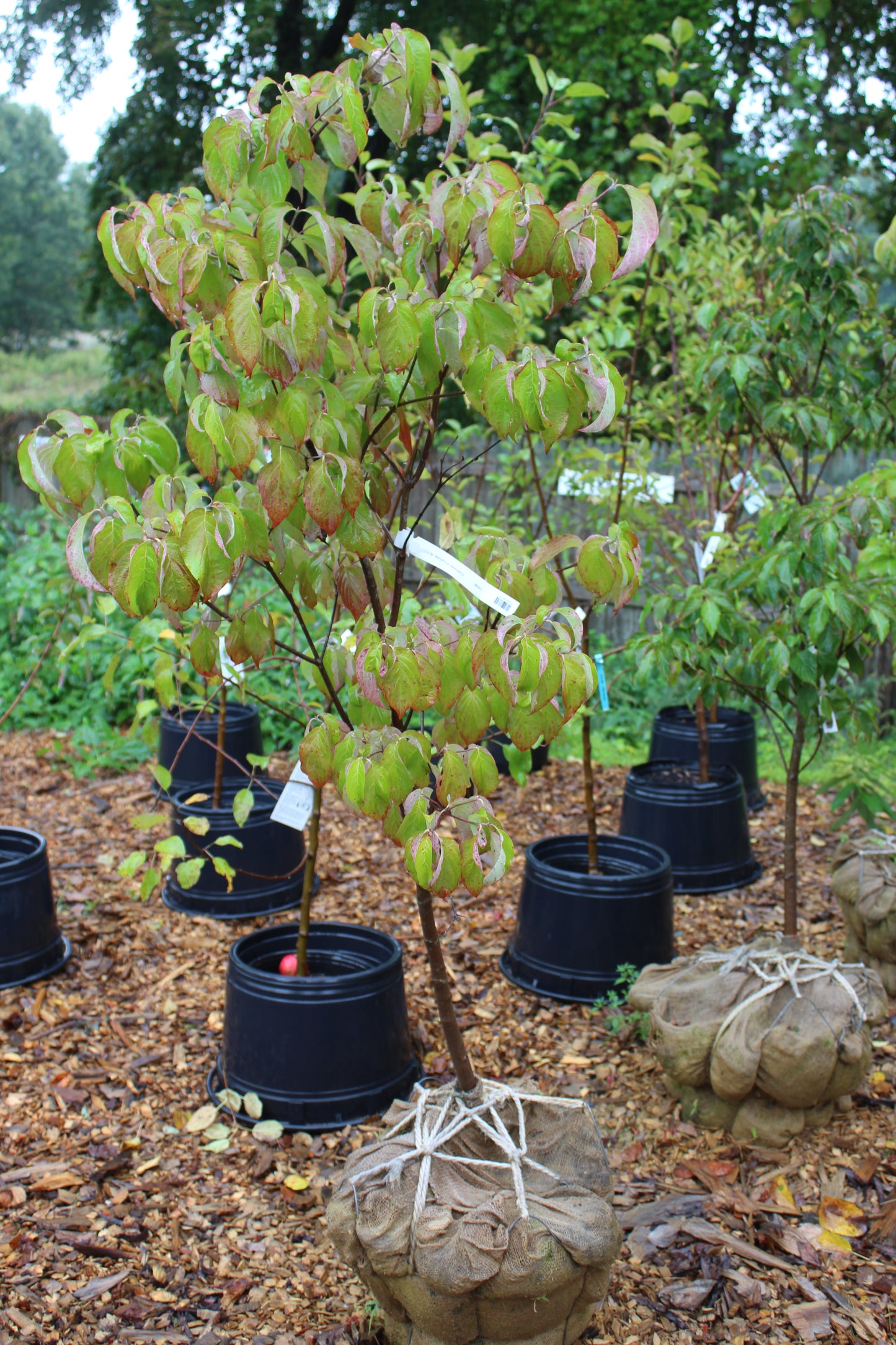 Cornus Florida 5-6ft