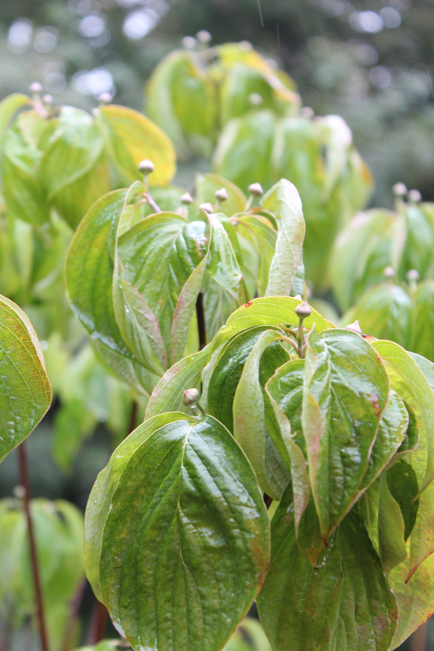 Cornus Cherokee Princess 5'-6' B&B