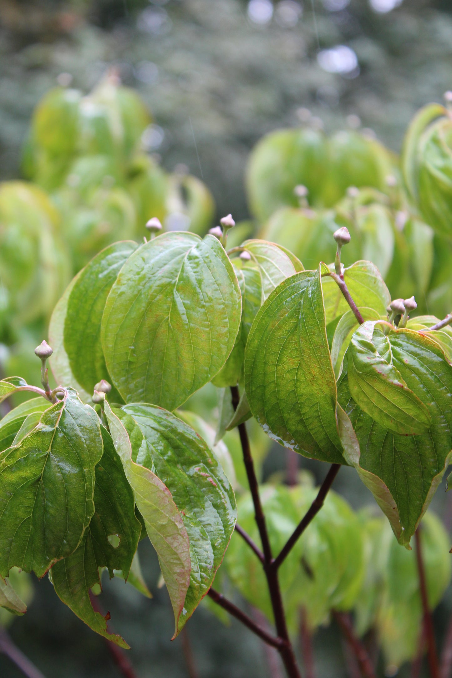 Cornus Cherokee Princess 5'-6' B&B