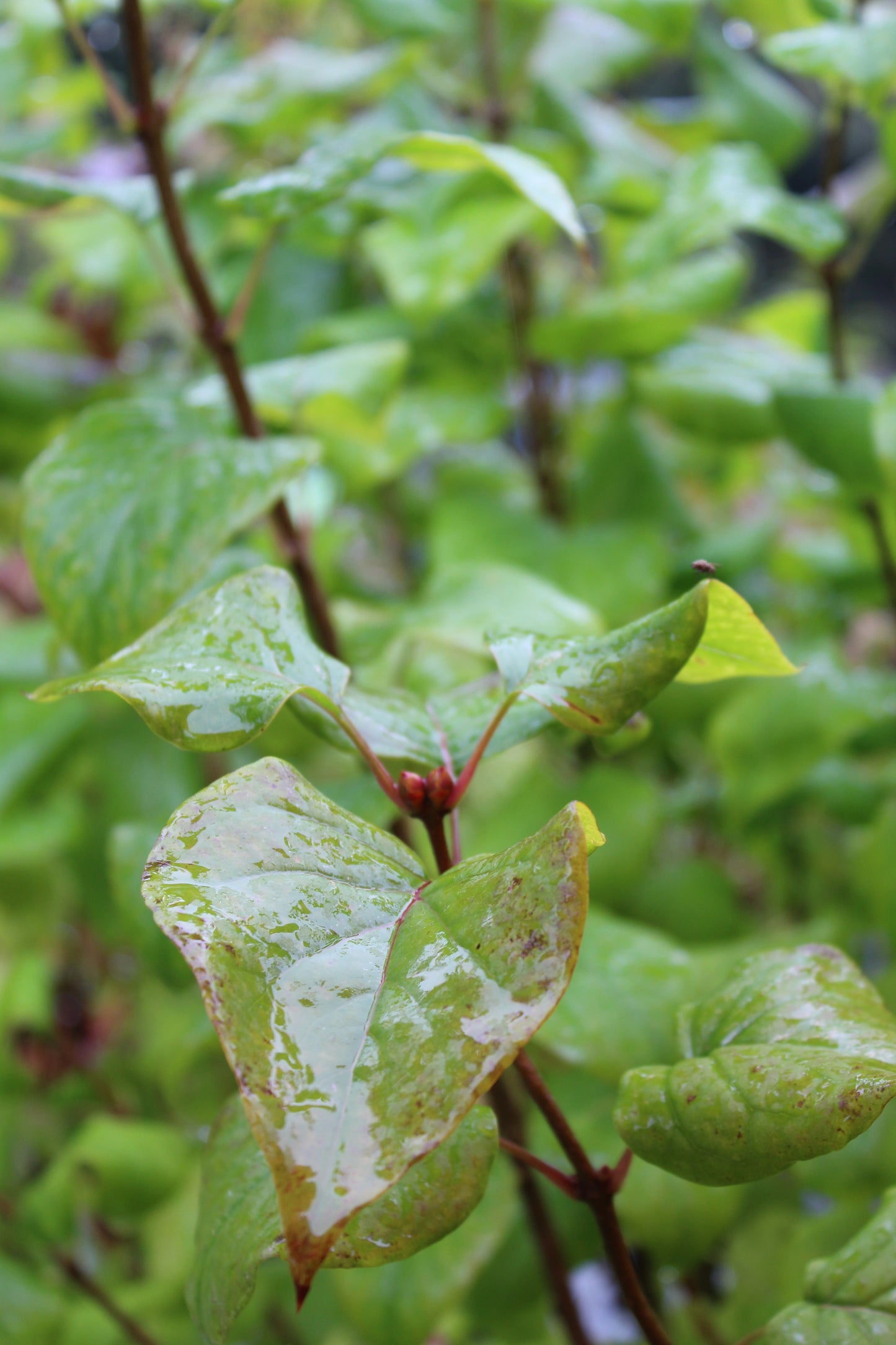 SYRINGA X HYACINTH. SCENTARA DBL BLUE 3