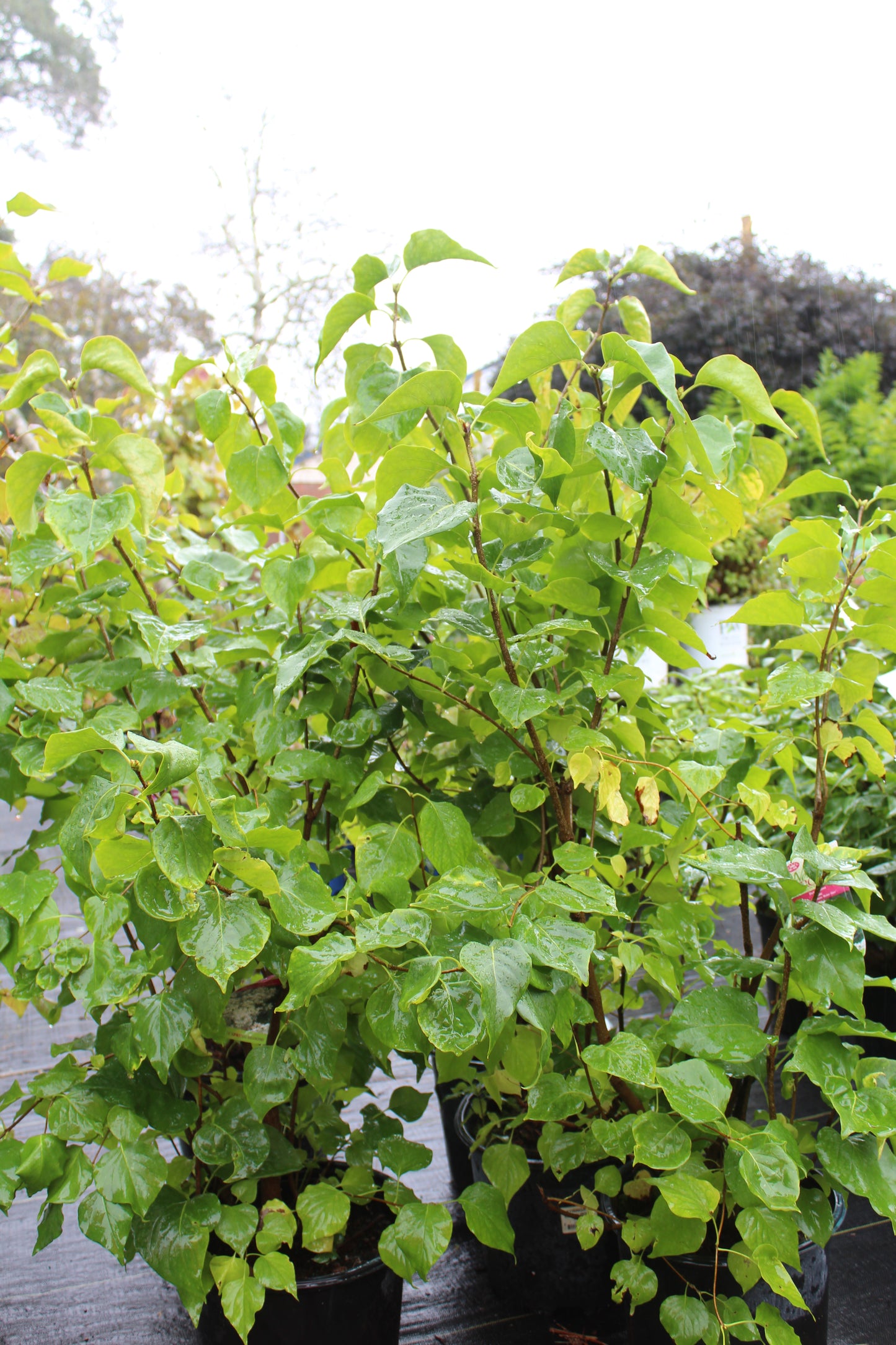 SYRINGA X `BETSY ROSS 3g