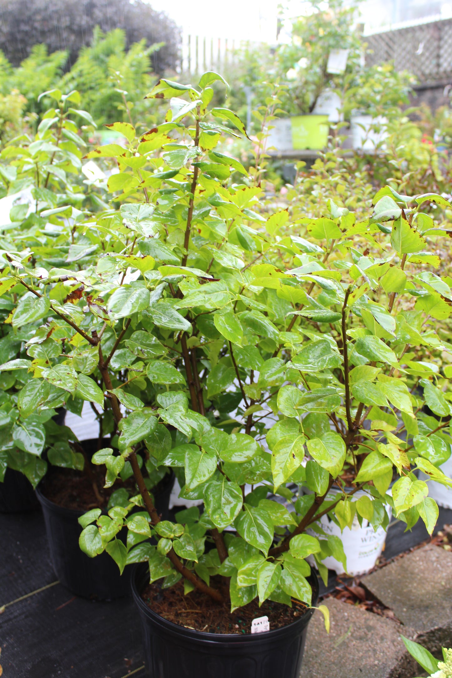 Syringa vulgaris Madame Lemoine 3g