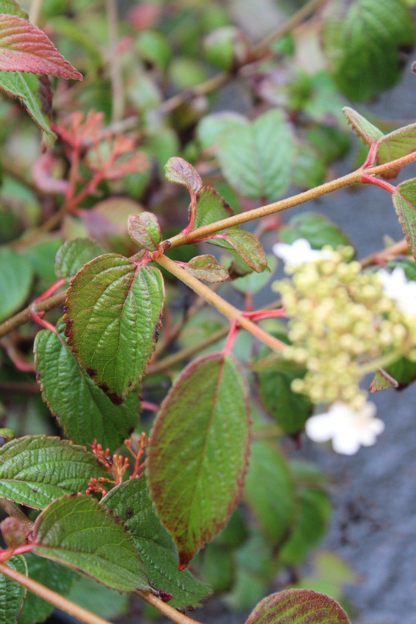 Viburnum tomentosum Summer Snowflake 3g
