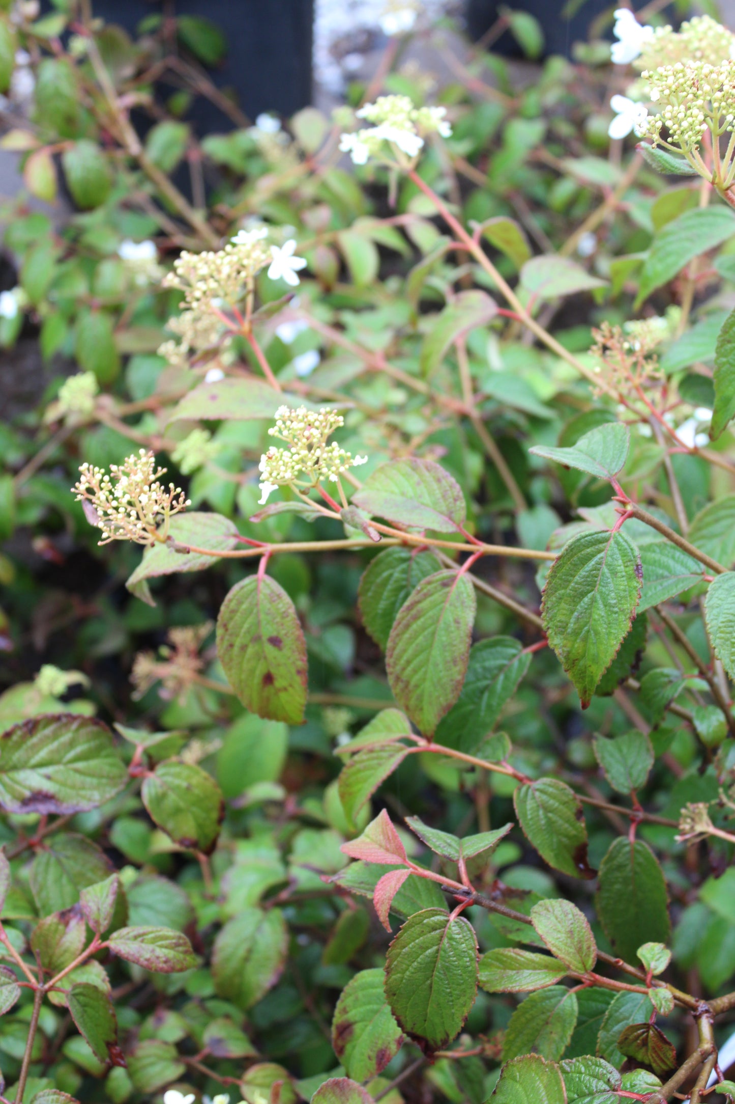 Viburnum tomentosum Summer Snowflake 3g