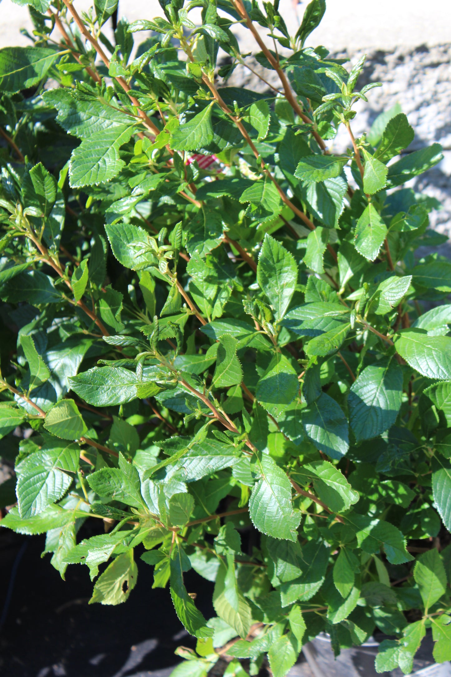 CLETHRA ALNIFOLIA `HUMMINGBIRD 3g