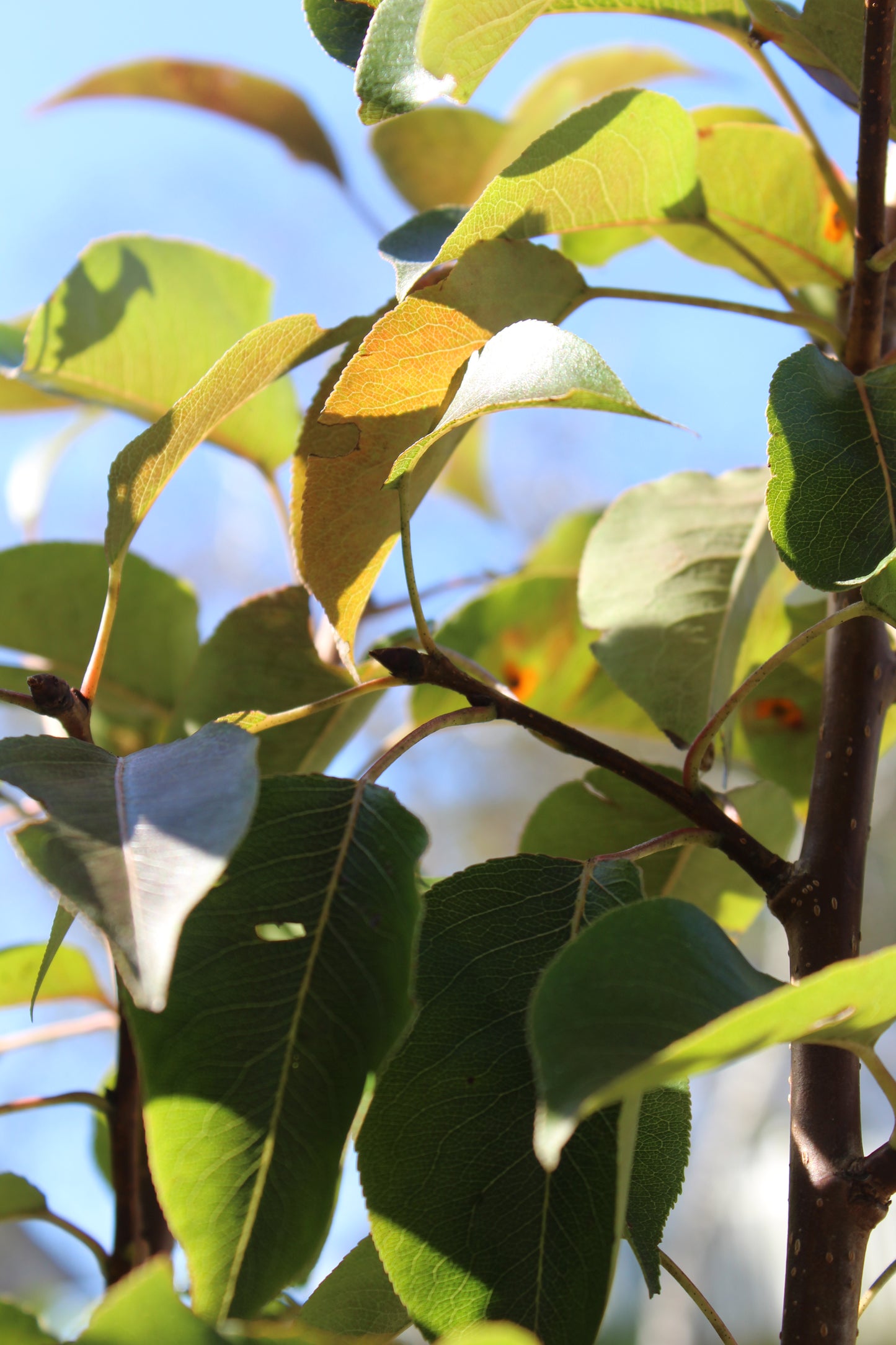 Pyrus Kieffer (pear) 5g