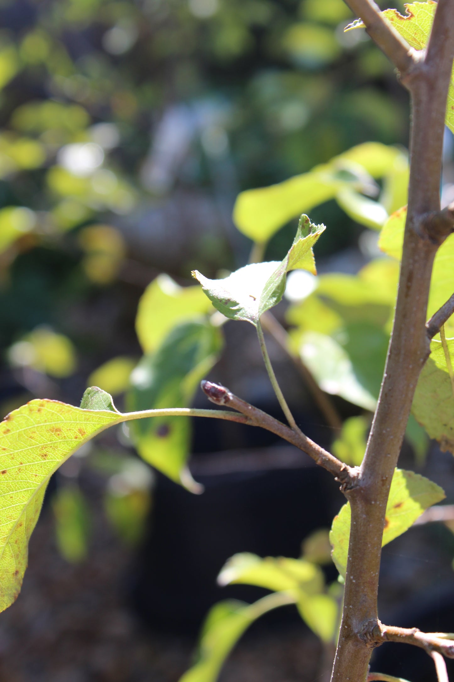 Malus Triumph (apple) 5g