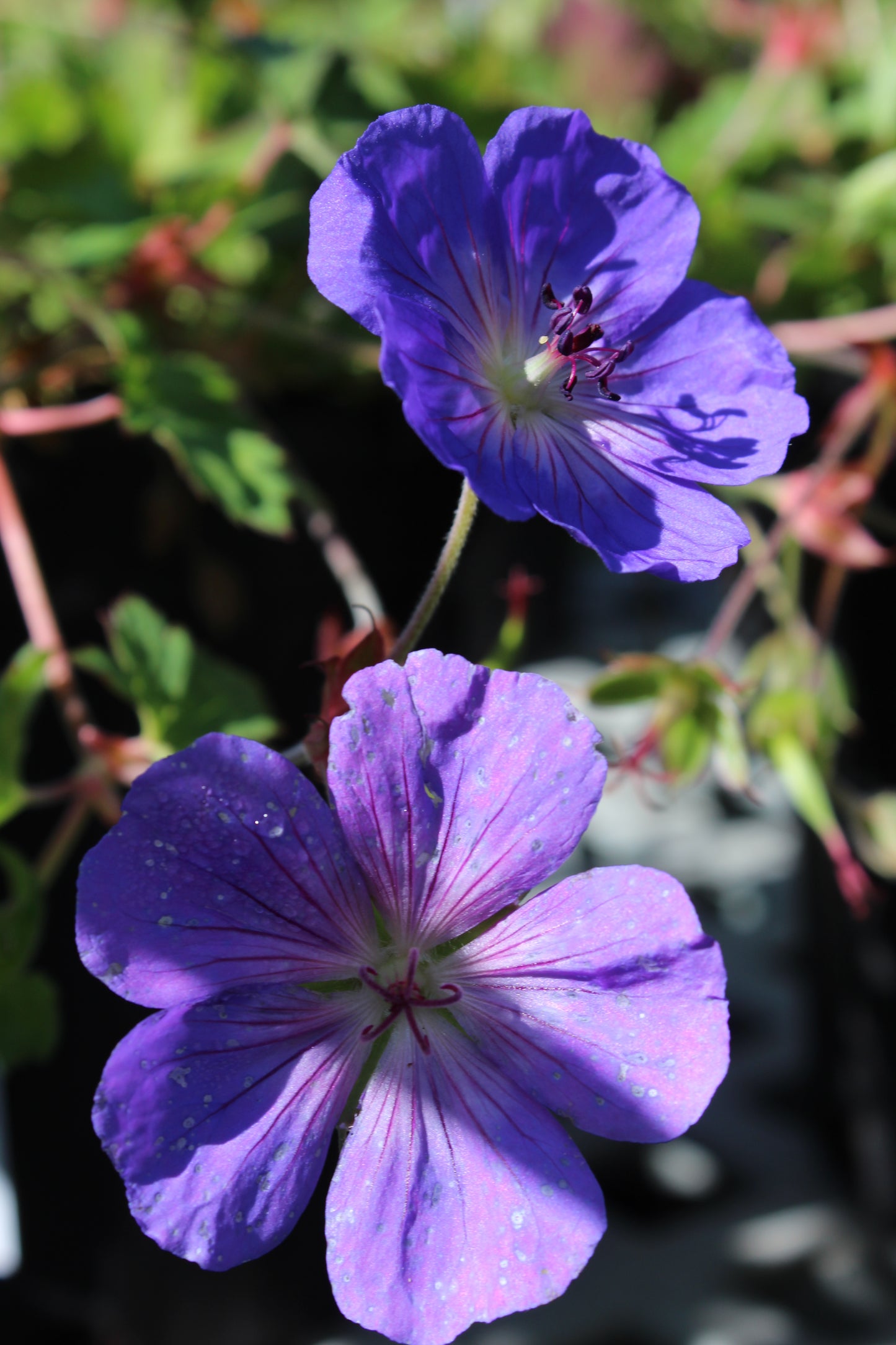 Geranium Rozanne