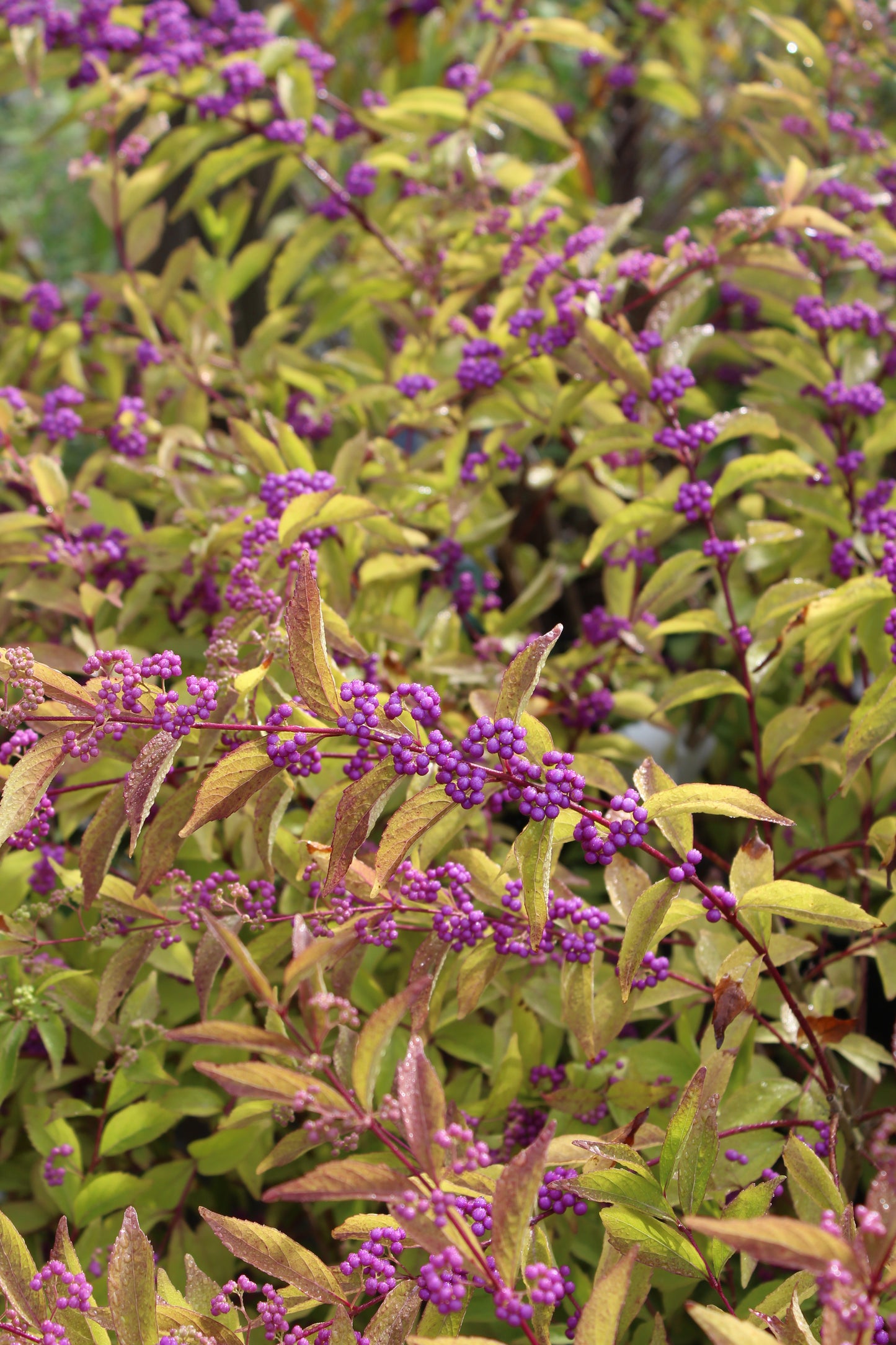 Callicarpa Beautyberry 3g