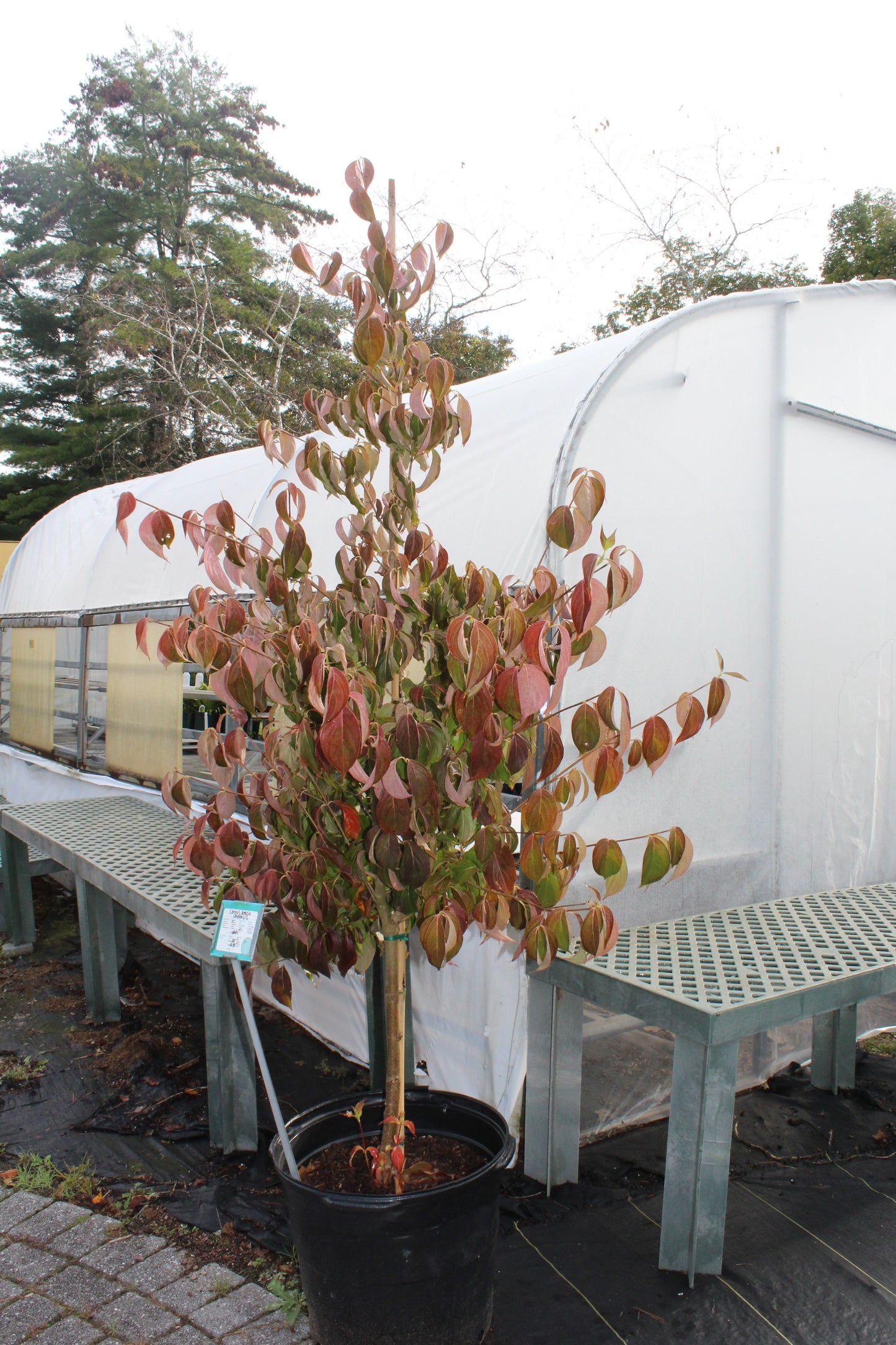 Cornus kousa 6'-8' B&B