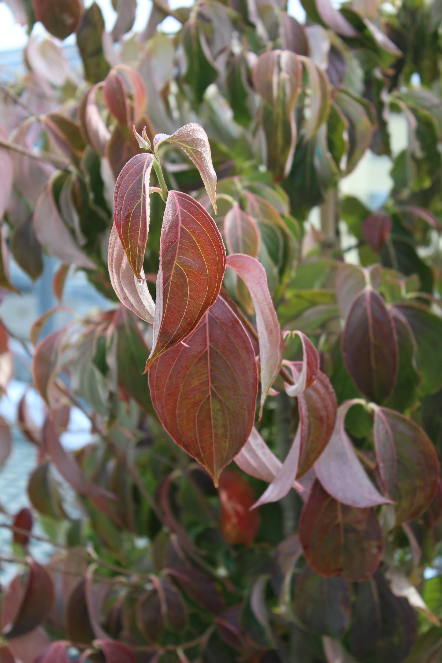Cornus kousa 6'-8' B&B