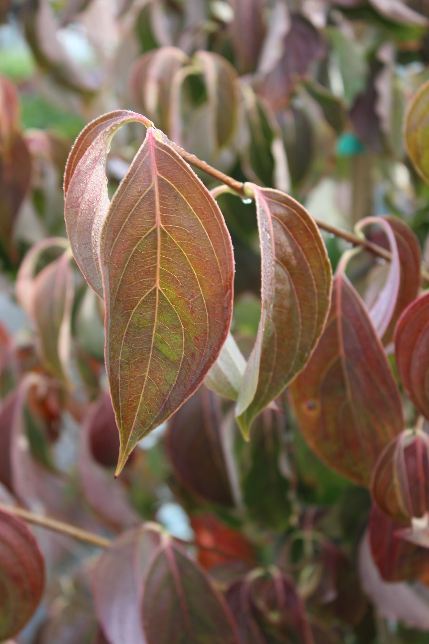 Cornus kousa 6'-8' B&B