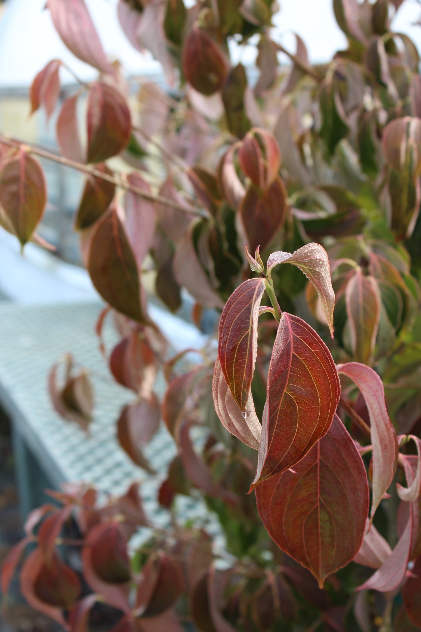 Cornus kousa 6'-8' B&B