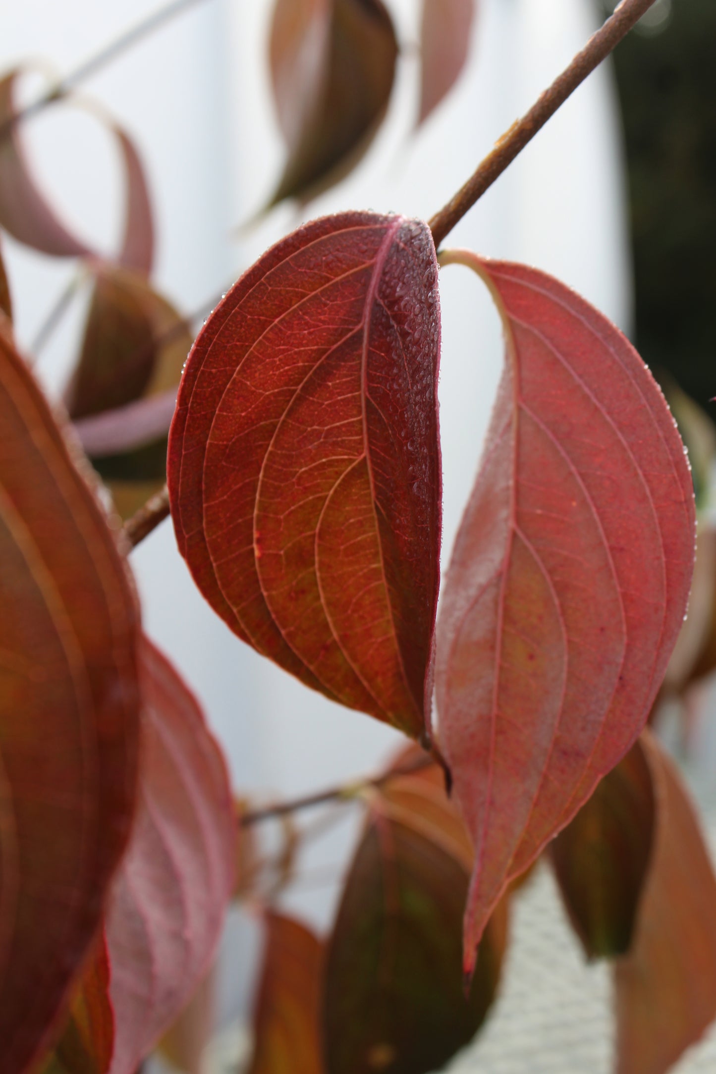 Cornus kousa 6'-8' B&B