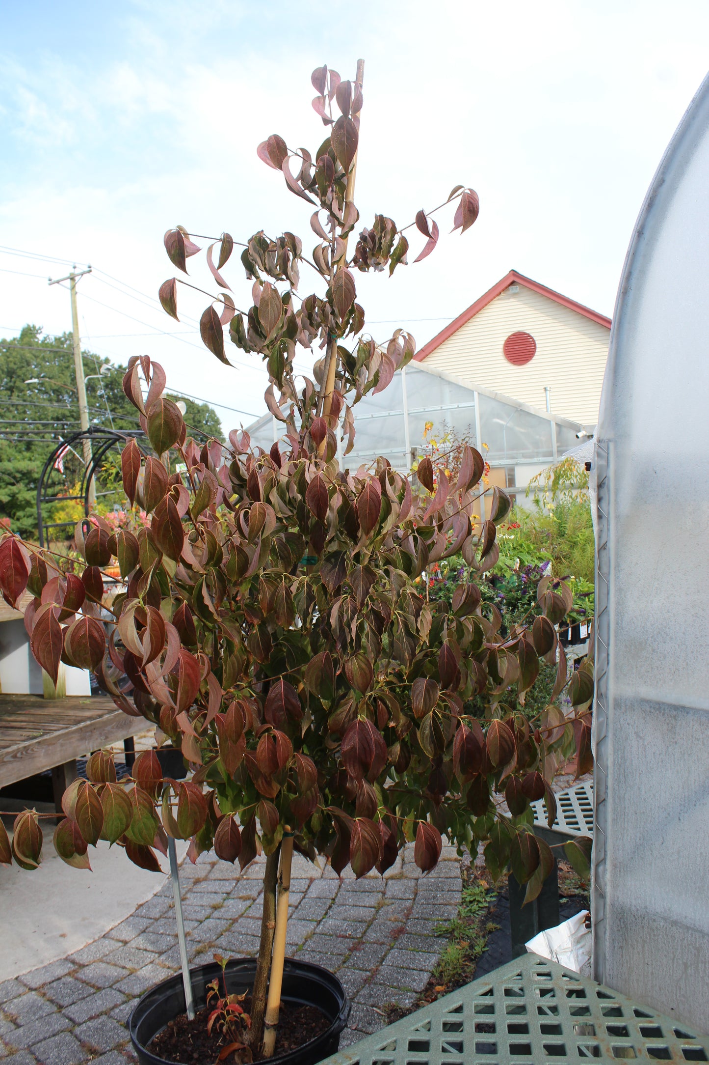Cornus kousa 6'-8' B&B