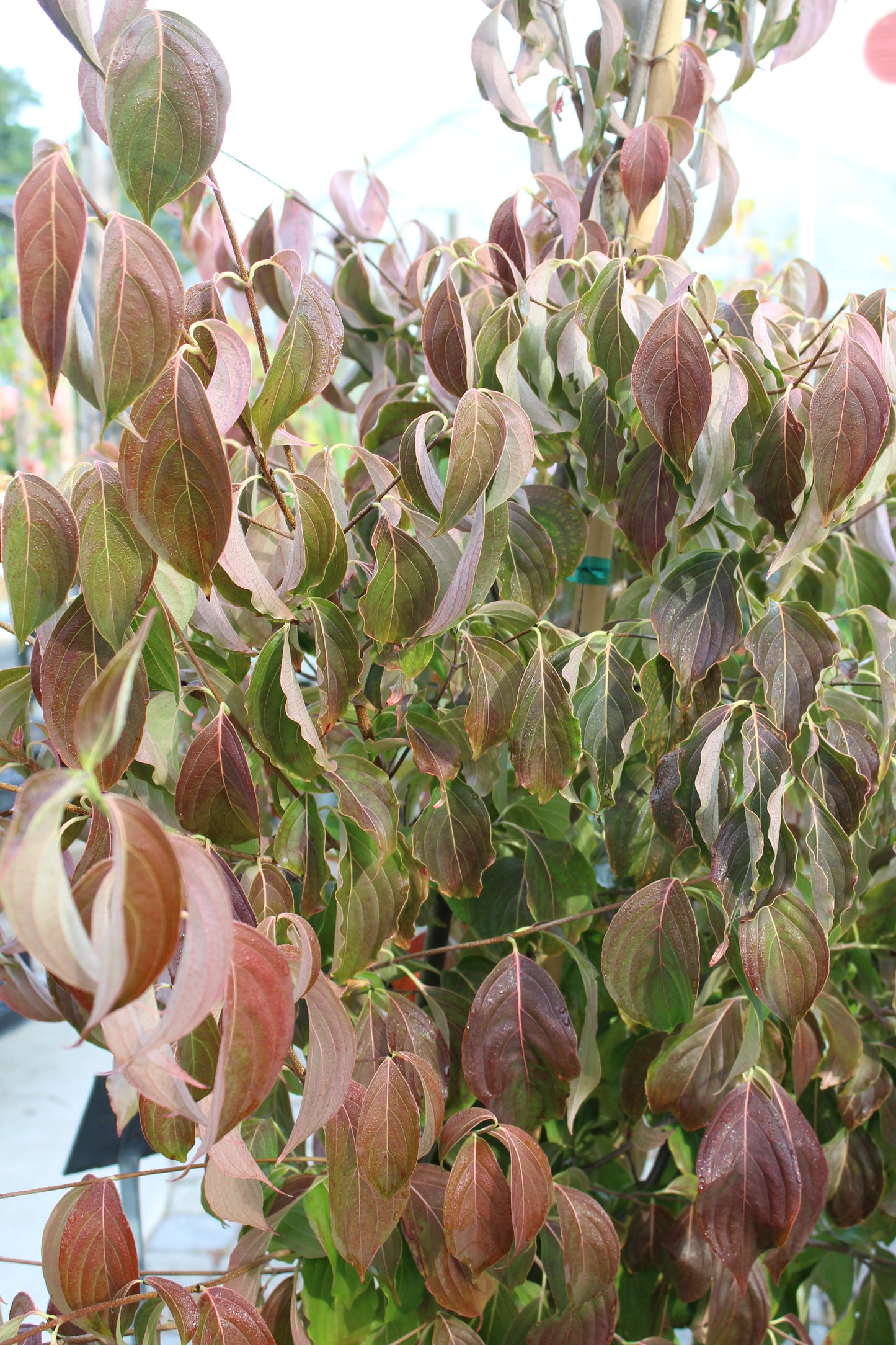 Cornus kousa 6'-8' B&B