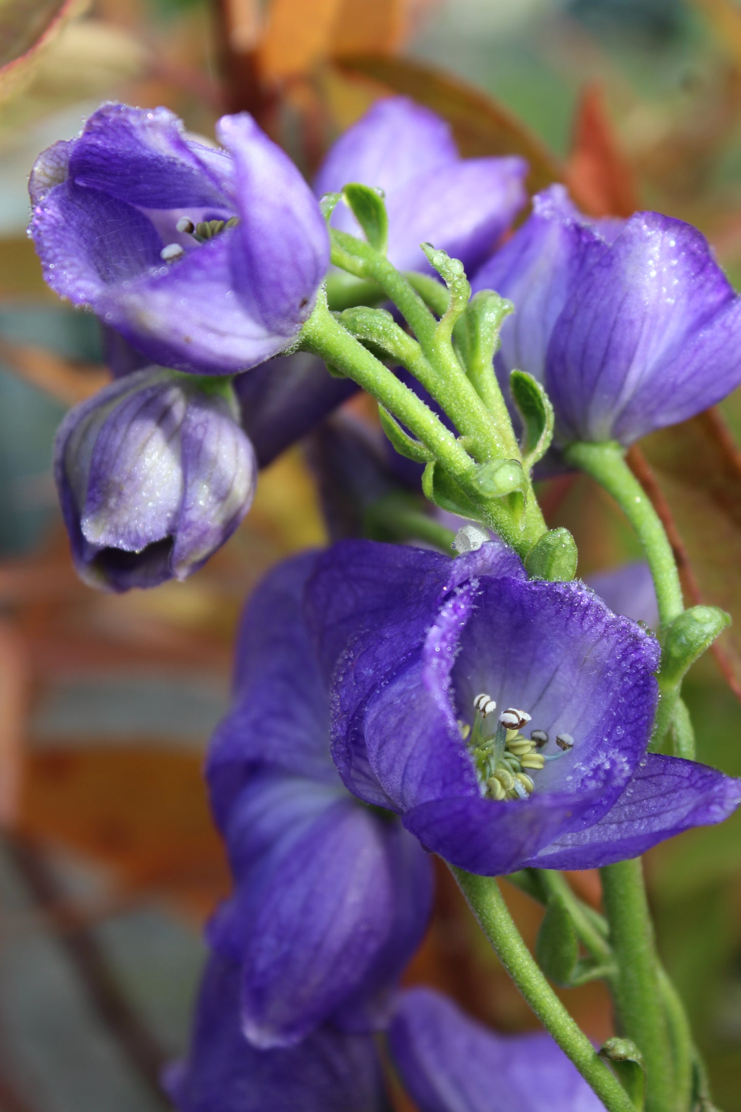 ACONITUM carmichaelii Arendsii 1g