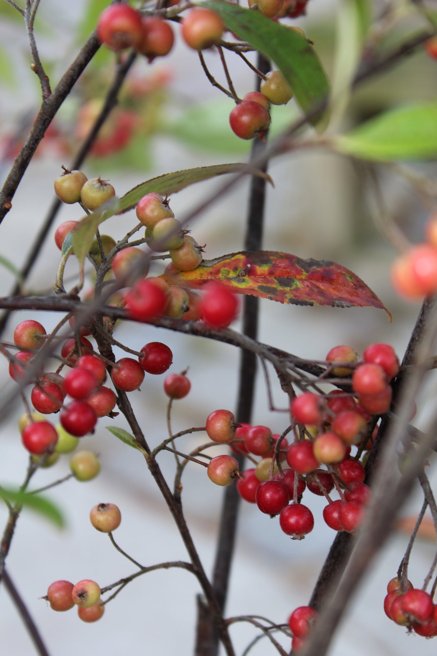 Aronia Arb. Brilliantissima 3g