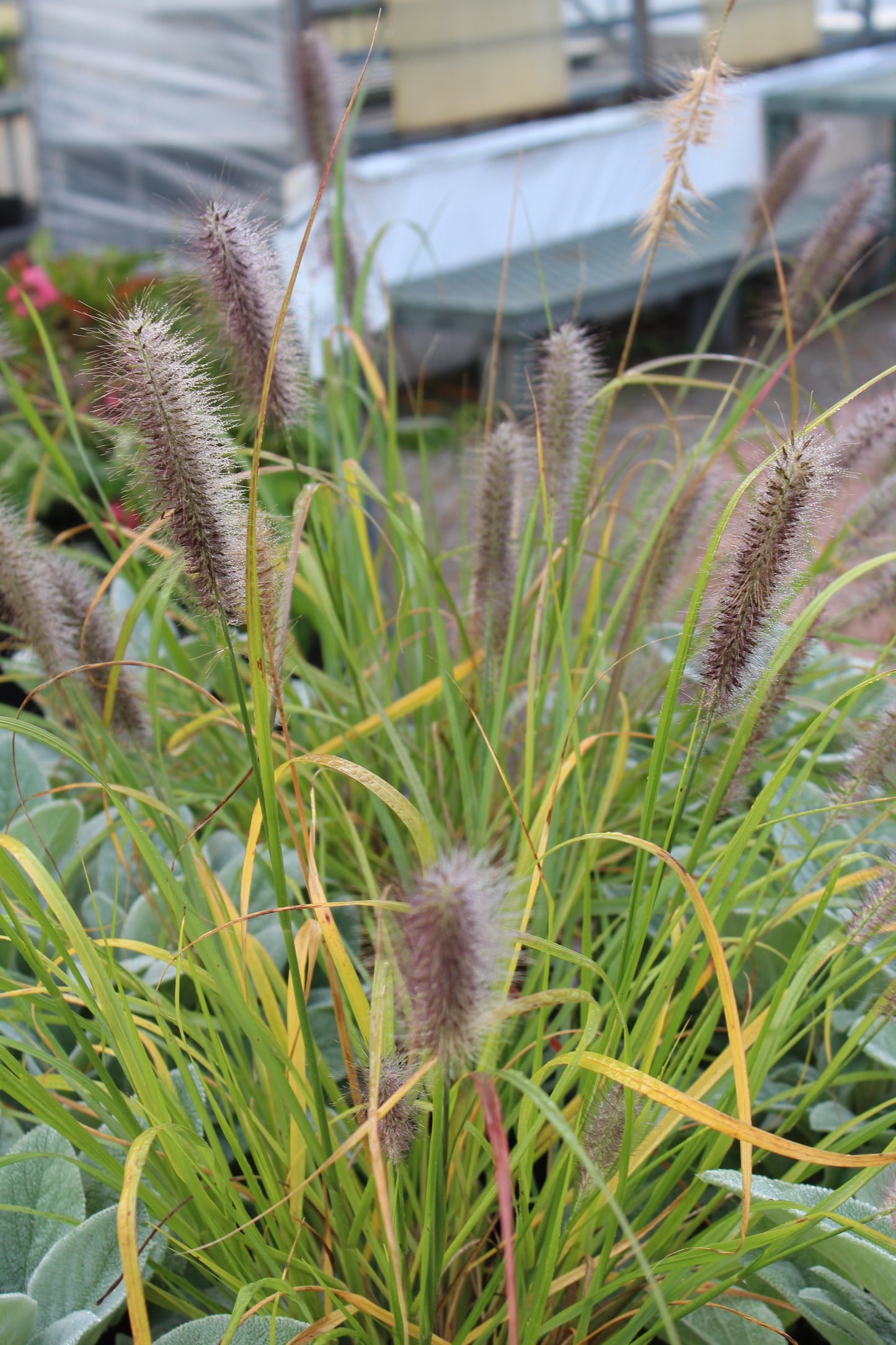 Pennisetum Red Head 1g