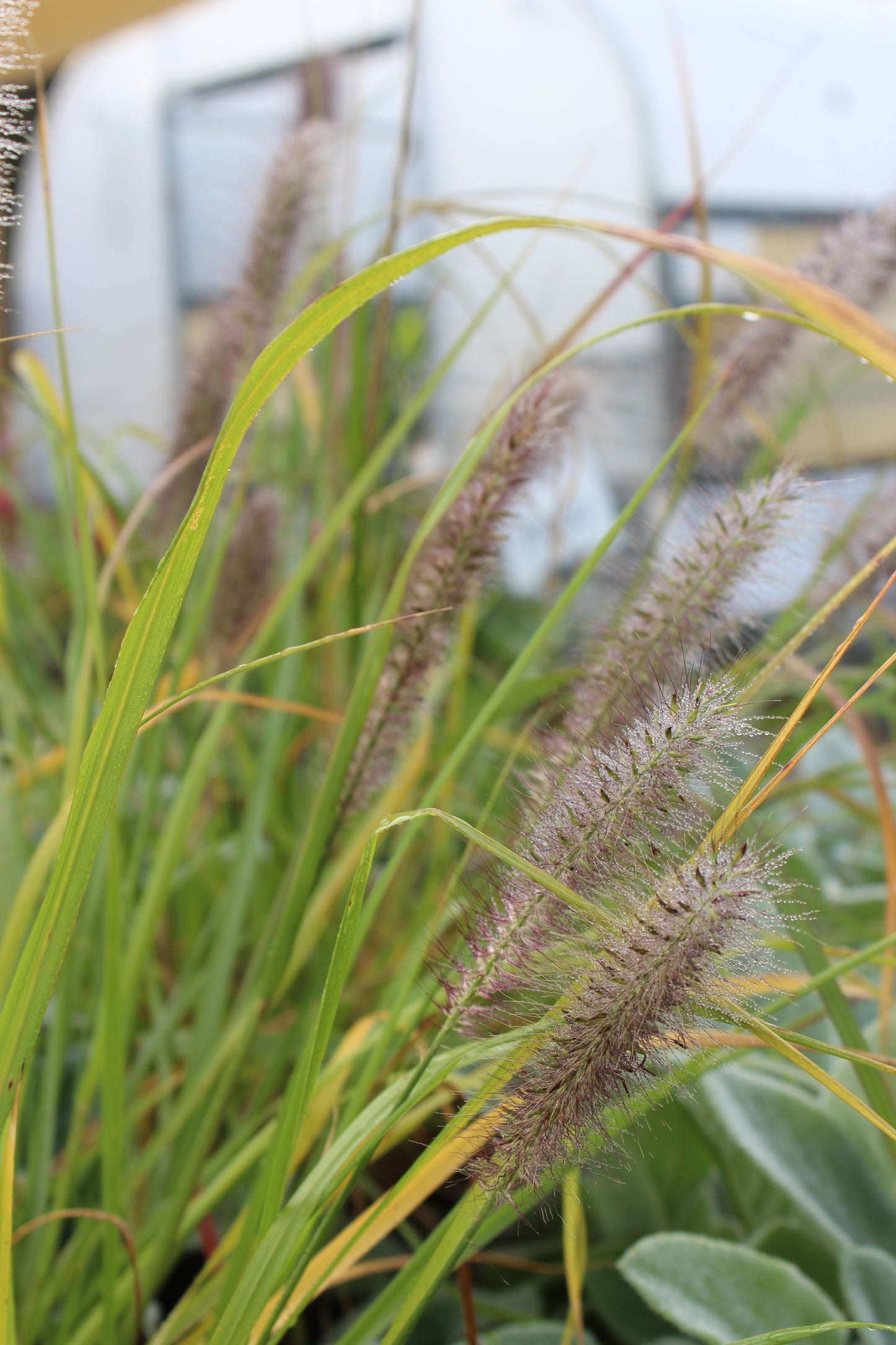 Pennisetum Red Head 1g