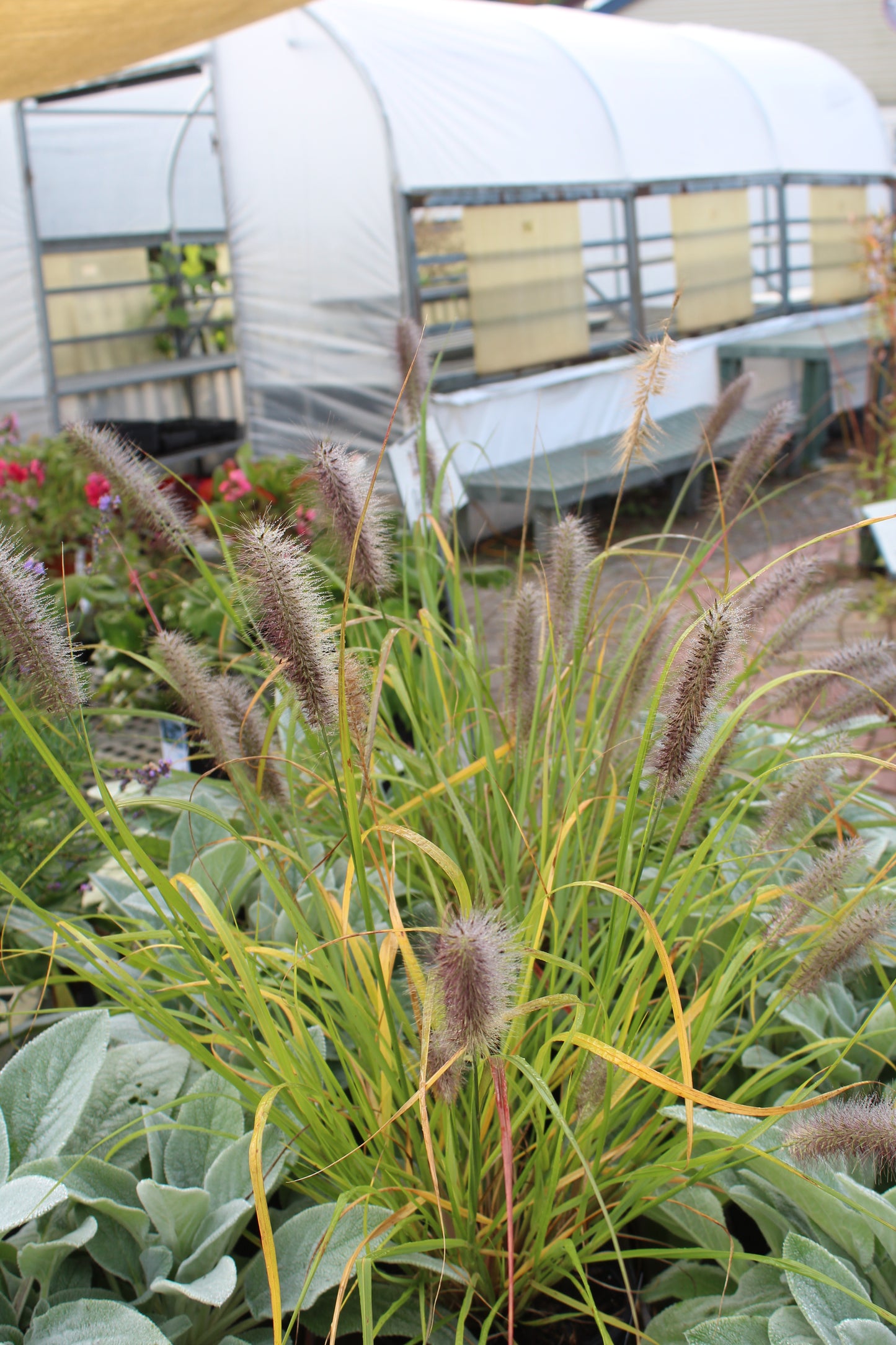 Pennisetum Red Head 1g