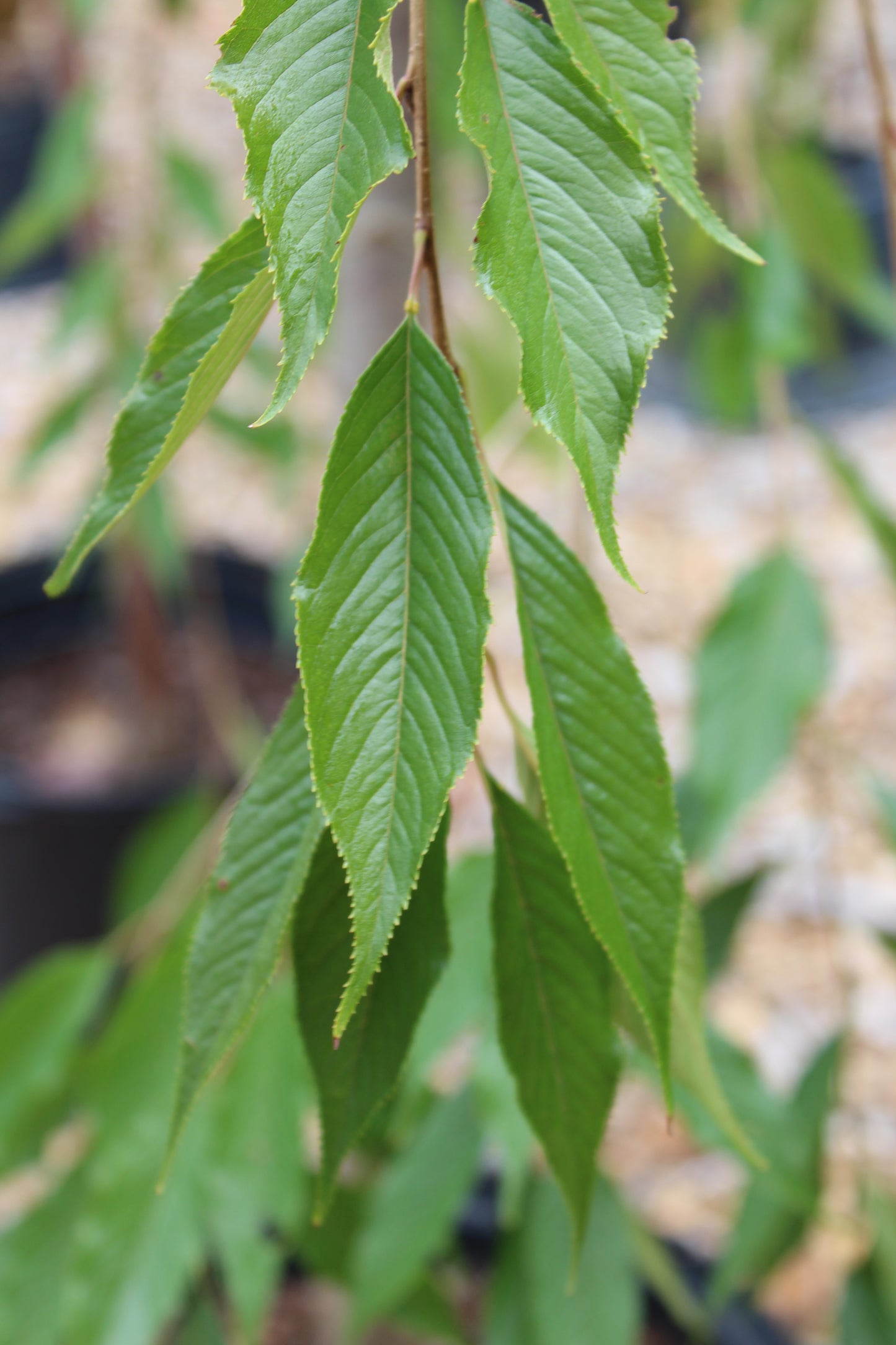 Prunus sub Pendula Plena Rosea 15g