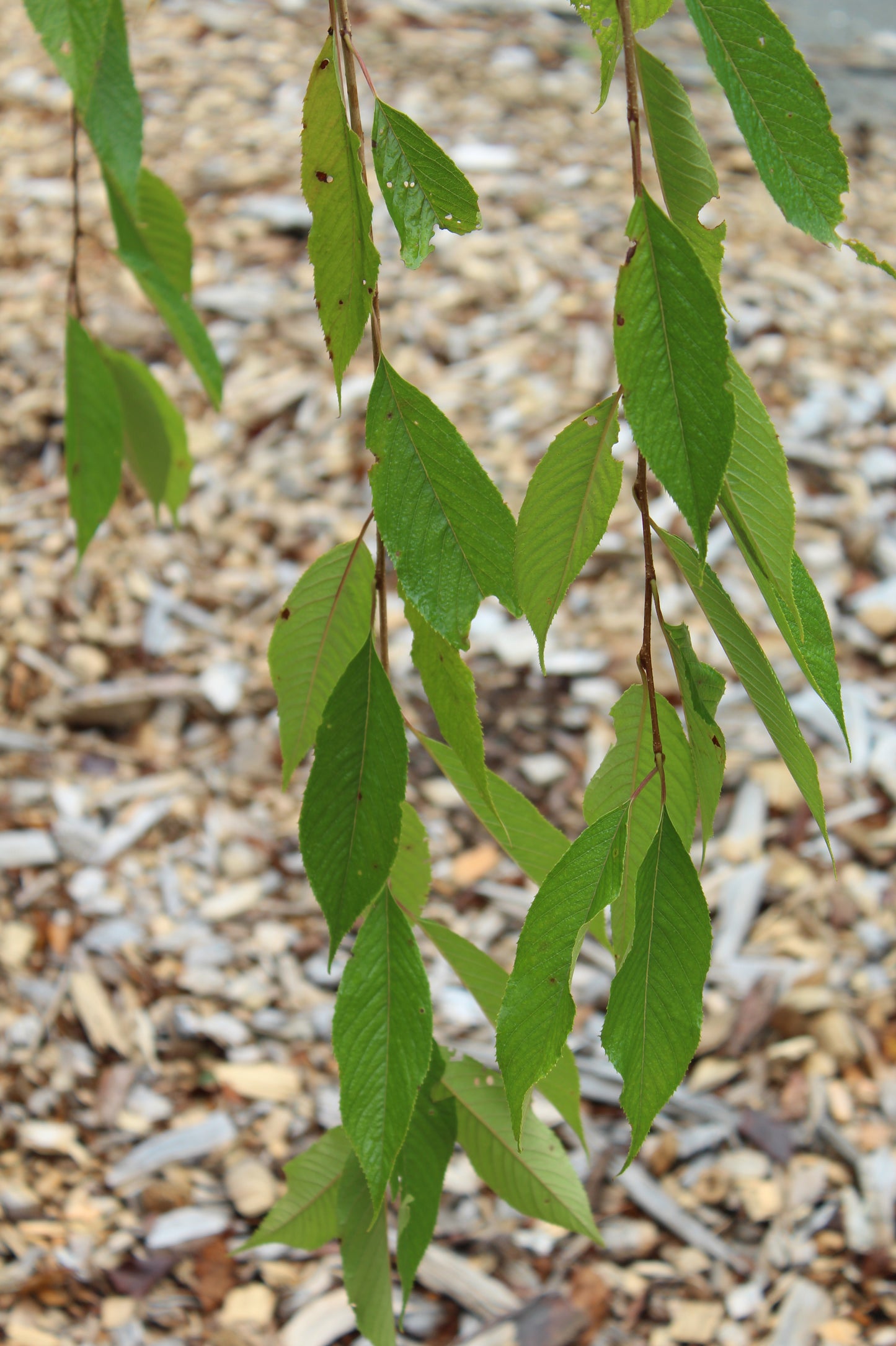 Prunus subhirtella Pendula 10g
