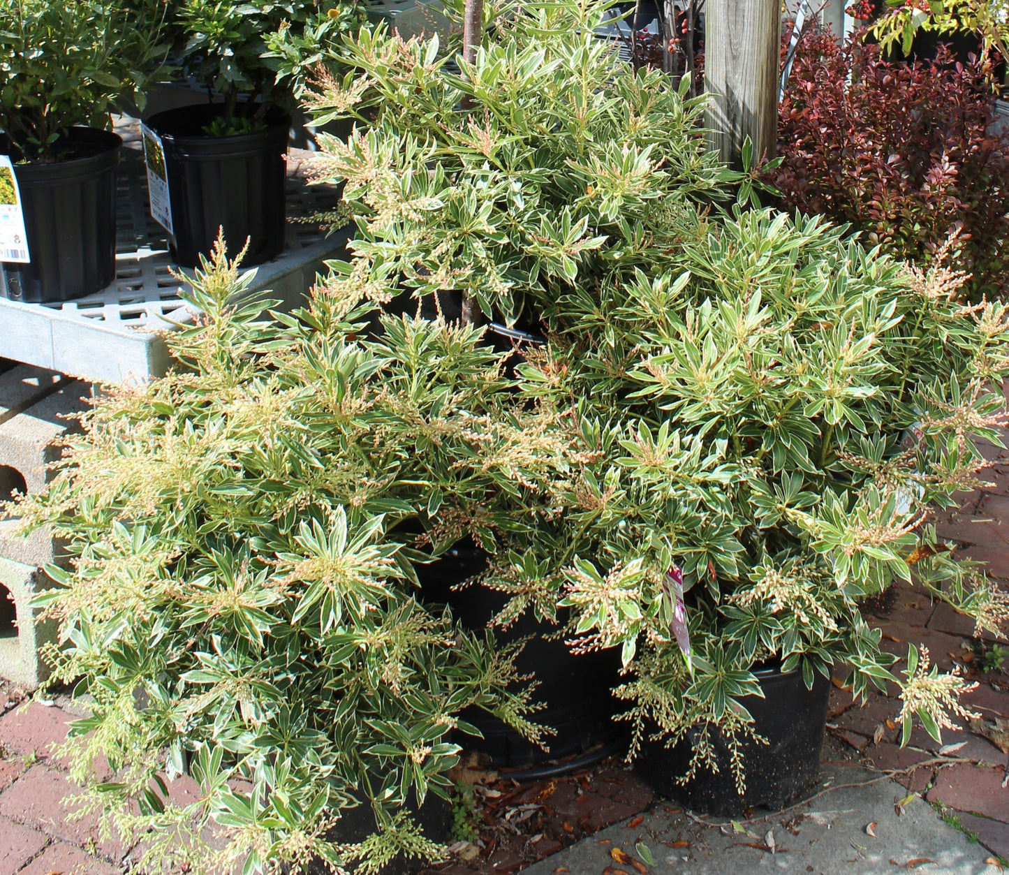 PIERIS JAPONICA `FLAMING SLV