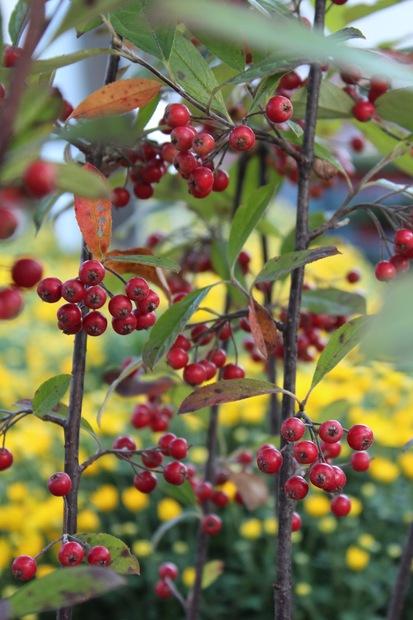 Aronia Arb. Brilliantissima 3g