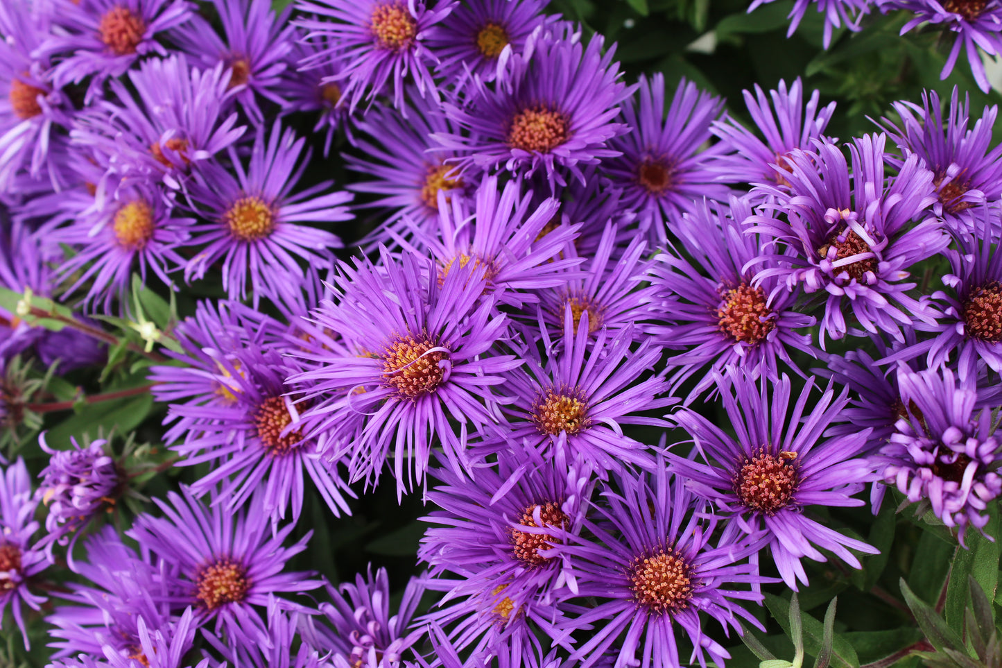 Aster Woods Purple 1g
