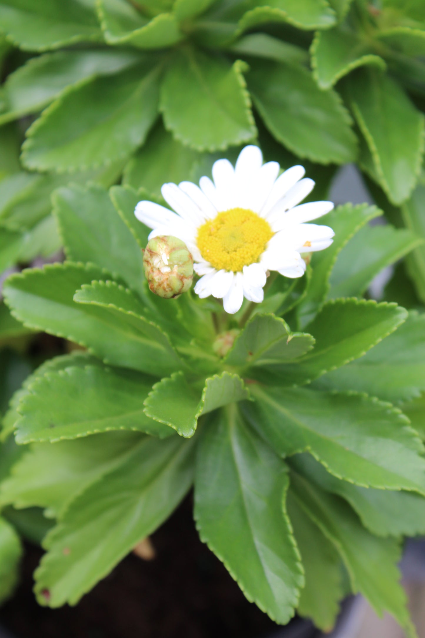Nipponanthemum Montauk 1g