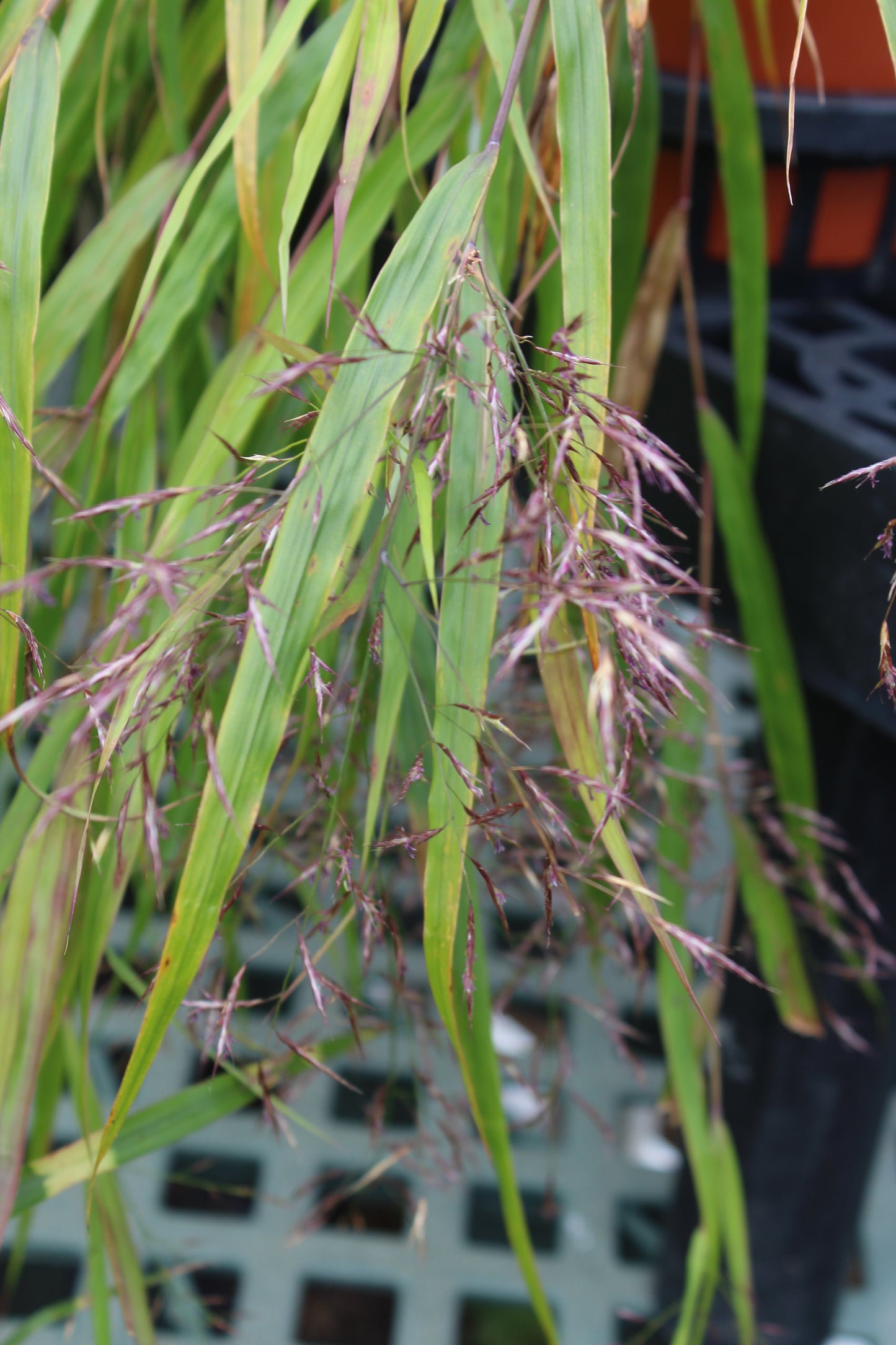 HAKONECHLOA macra Beni-Kaze 1g