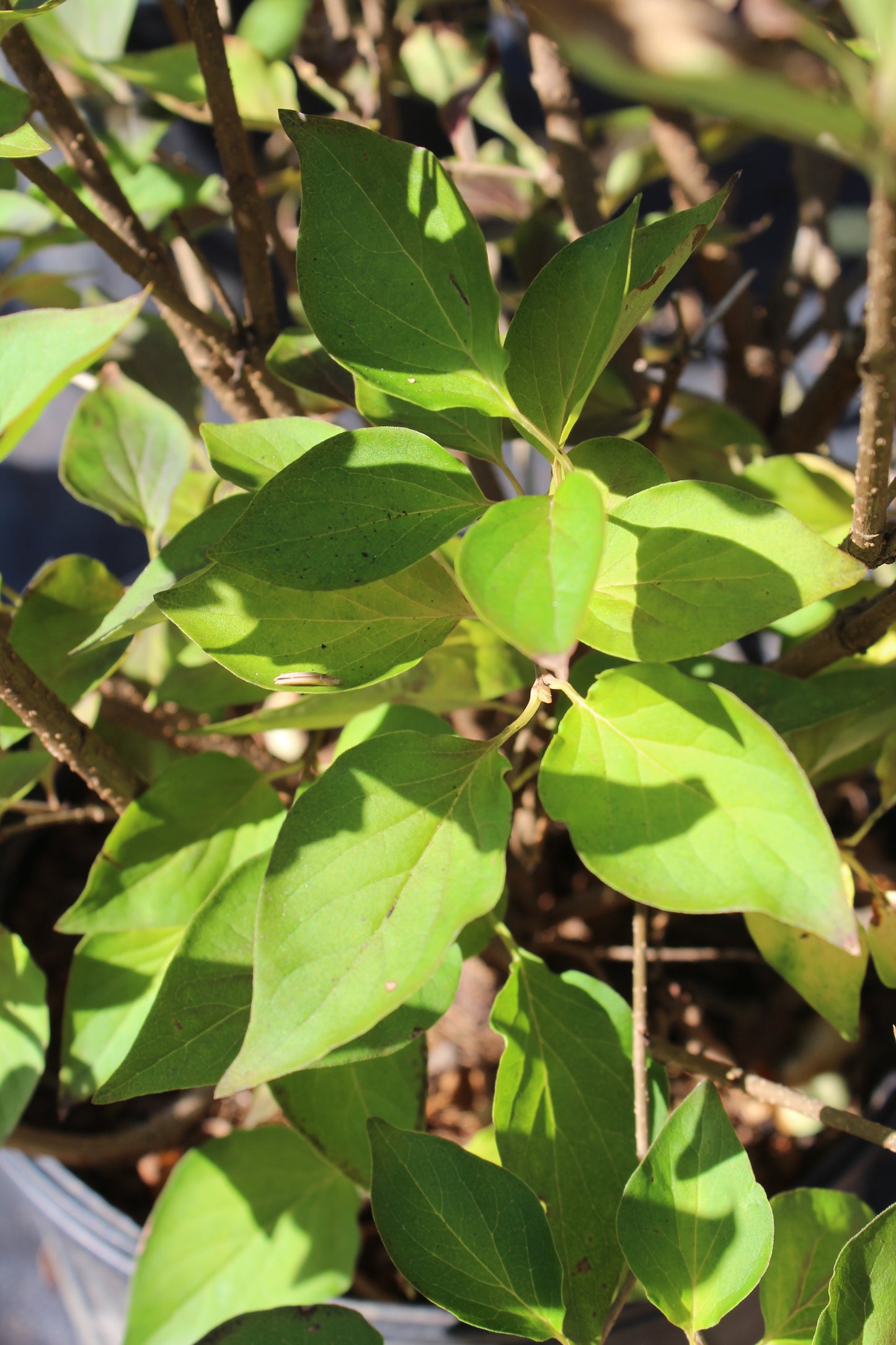 SYRINGA PATULA `MISS KIM 3g